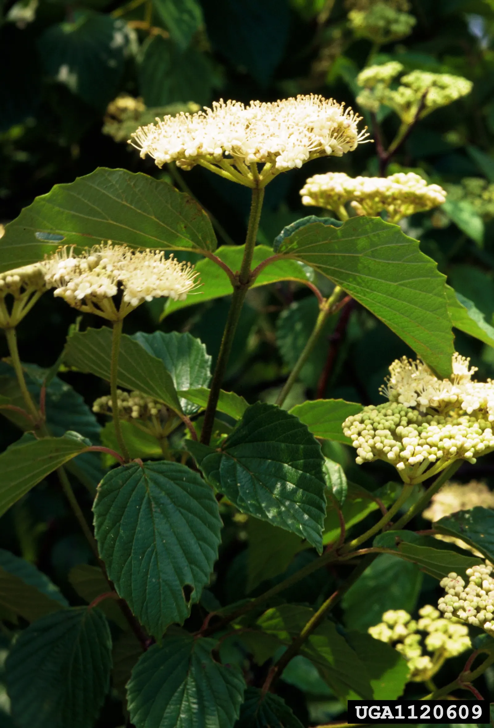 Arrowwood Viburnum (Viburnum Dentatum) — white flowers in the garden; regular pruning maintains its attractive shape