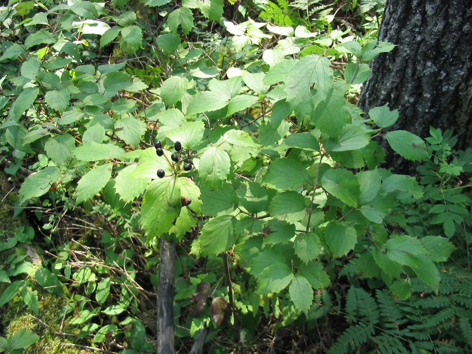 Arrowwood Viburnum (Viburnum Dentatum) — scientifically known as Viburnum dentatum