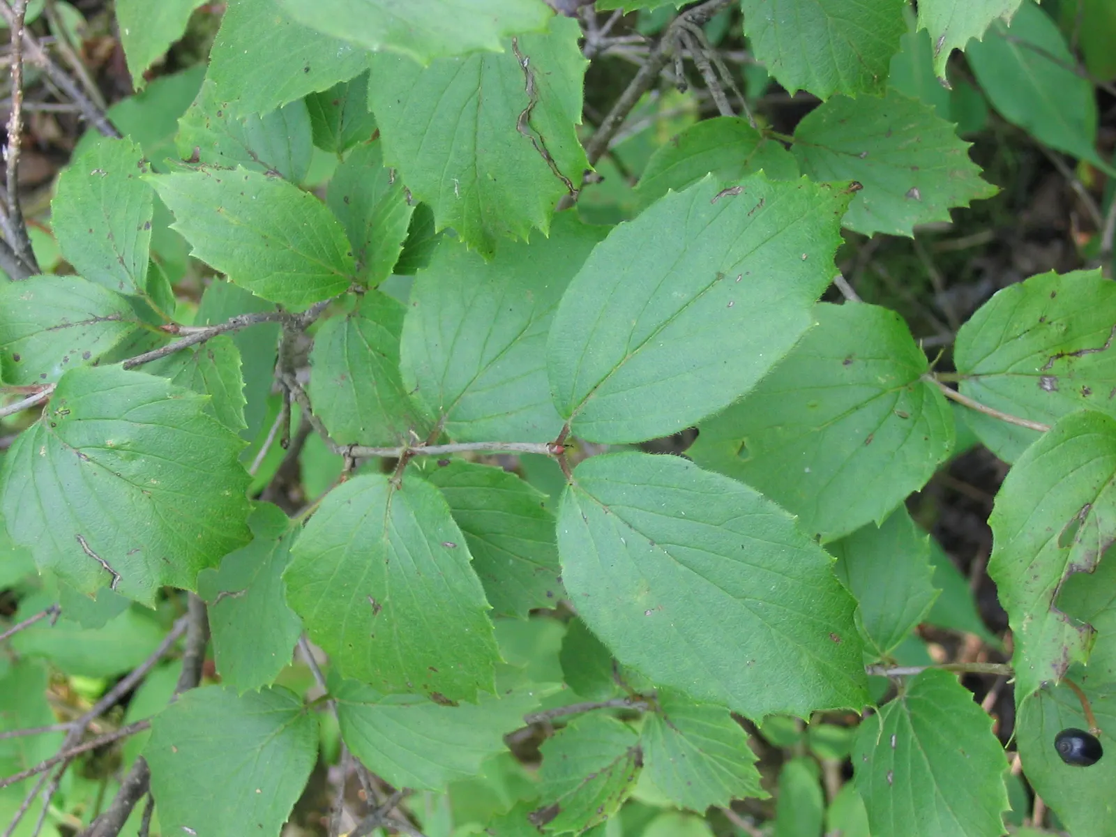 Arrowwood Viburnum (Viburnum Dentatum) — Regular pruning maintains its attractive shape; it is not particularly picky about soil but does best in well-drained
