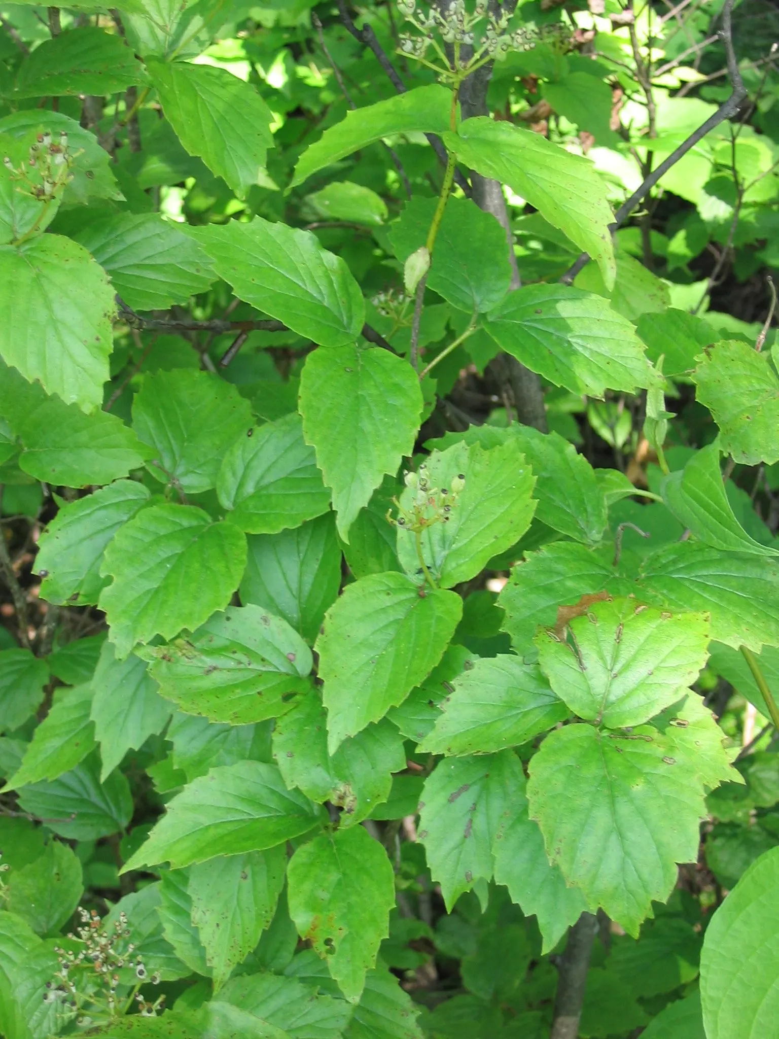 Arrowwood Viburnum (Viburnum Dentatum) — Arrowwood Viburnum (Viburnum dentatum) is a versatile deciduous shrub; ideal for hedges or screens, it, image 47