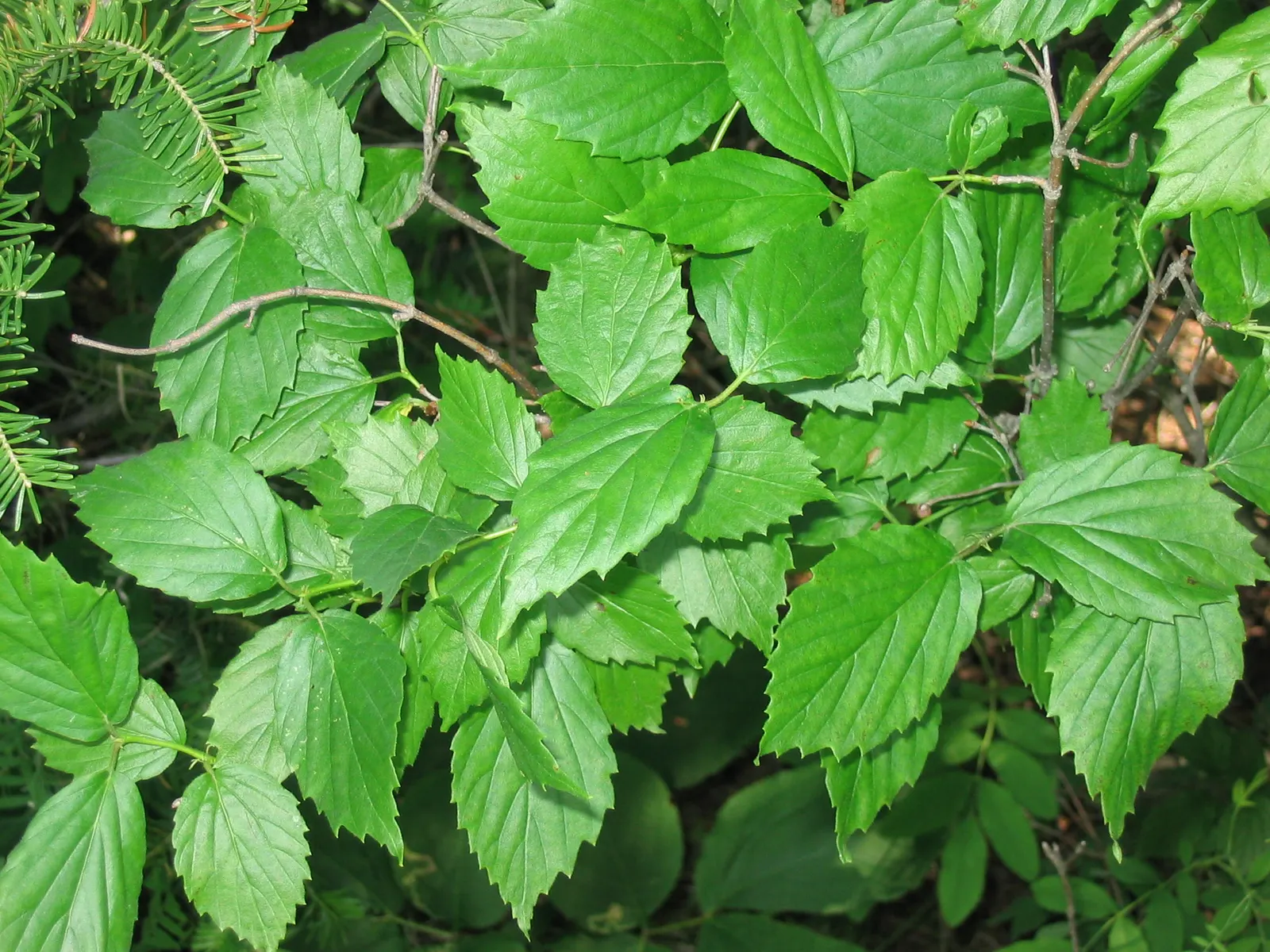 Arrowwood Viburnum (Viburnum Dentatum) — which measure between 2 to 4 inches long