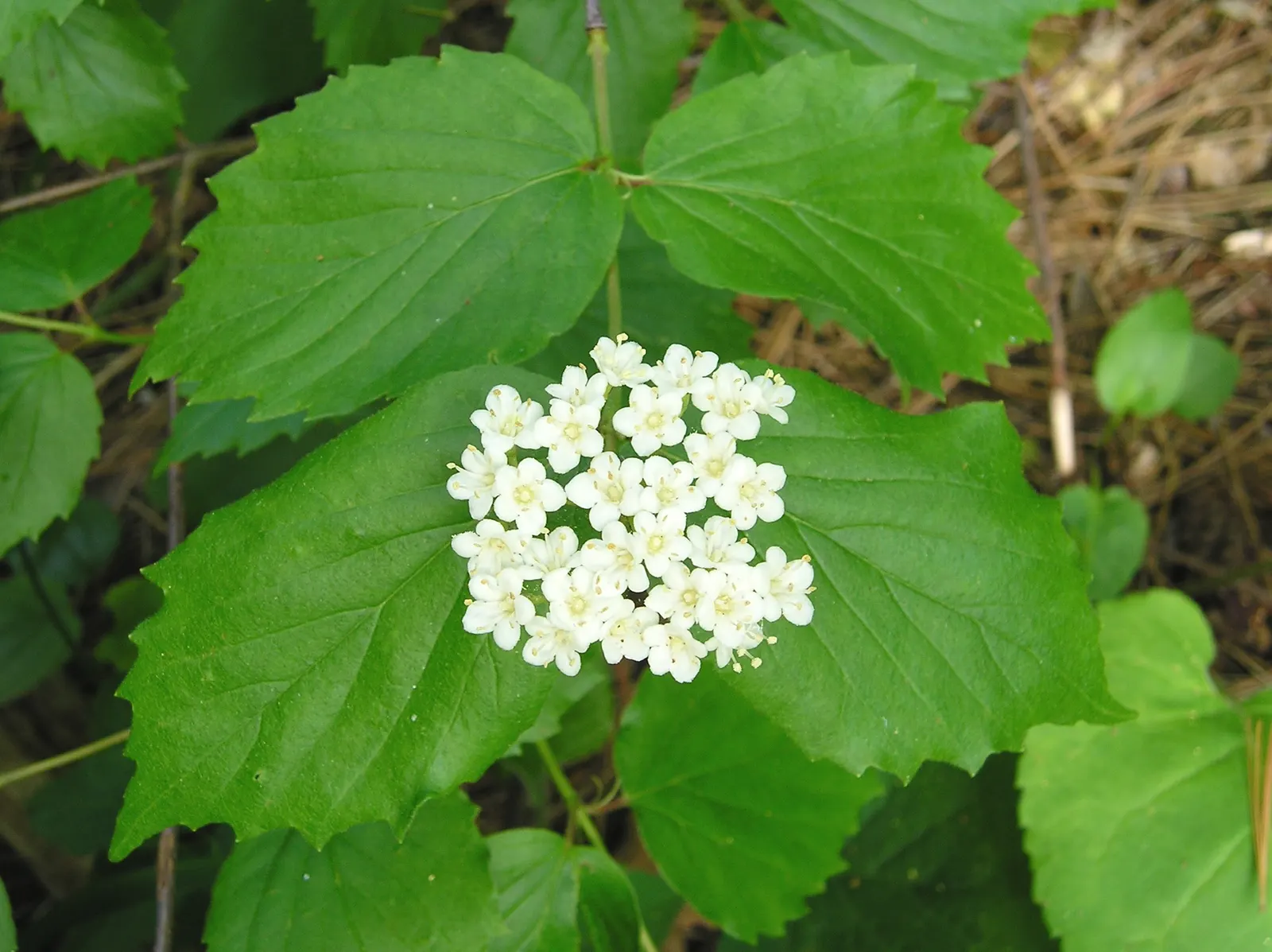 Arrowwood Viburnum (Viburnum Dentatum) — shrub with white blooms