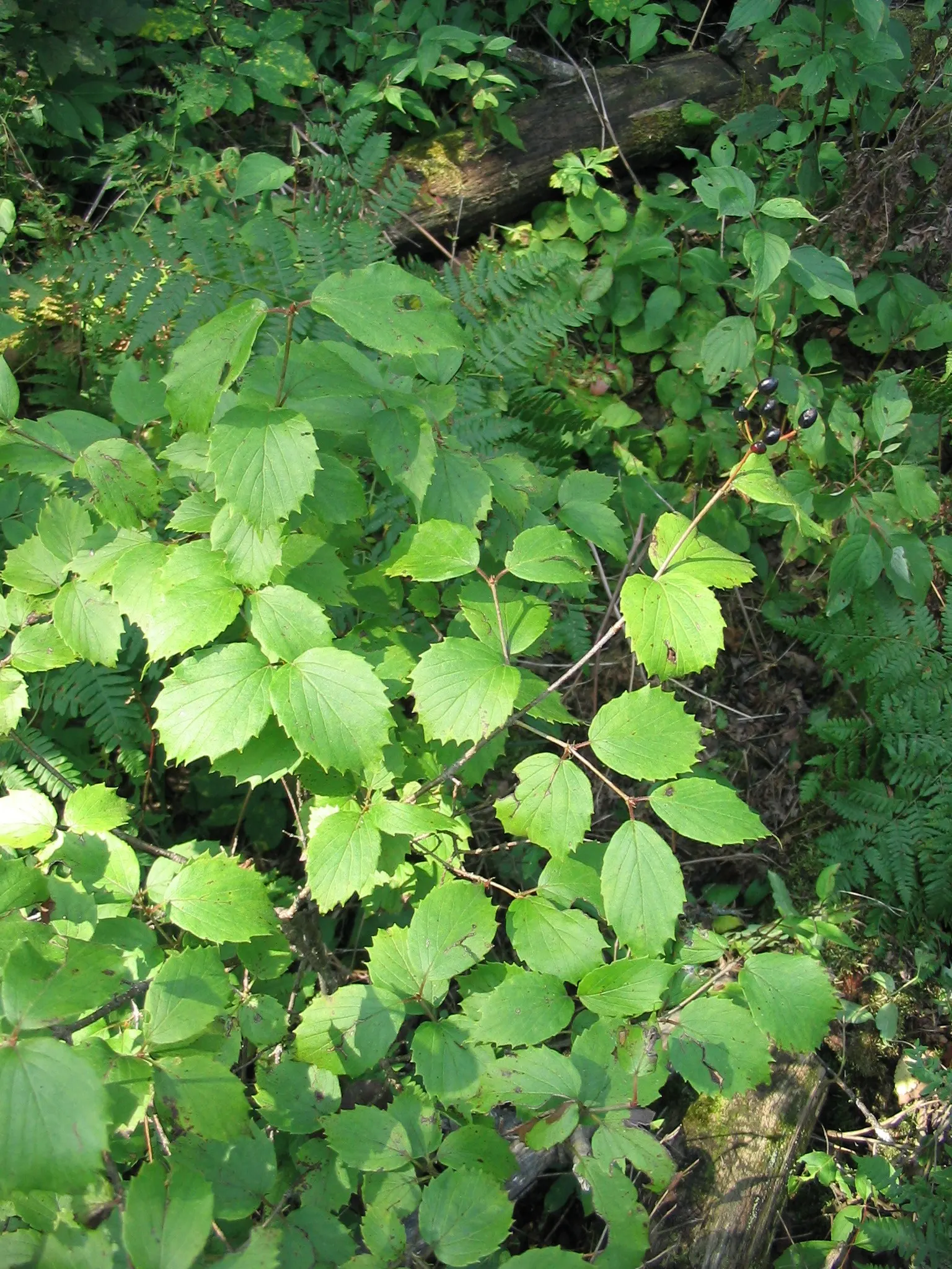 Arrowwood Viburnum (Viburnum Dentatum) — offering a profuse display of deep green; which are not only visually pleasing but also serve as a nectar source for