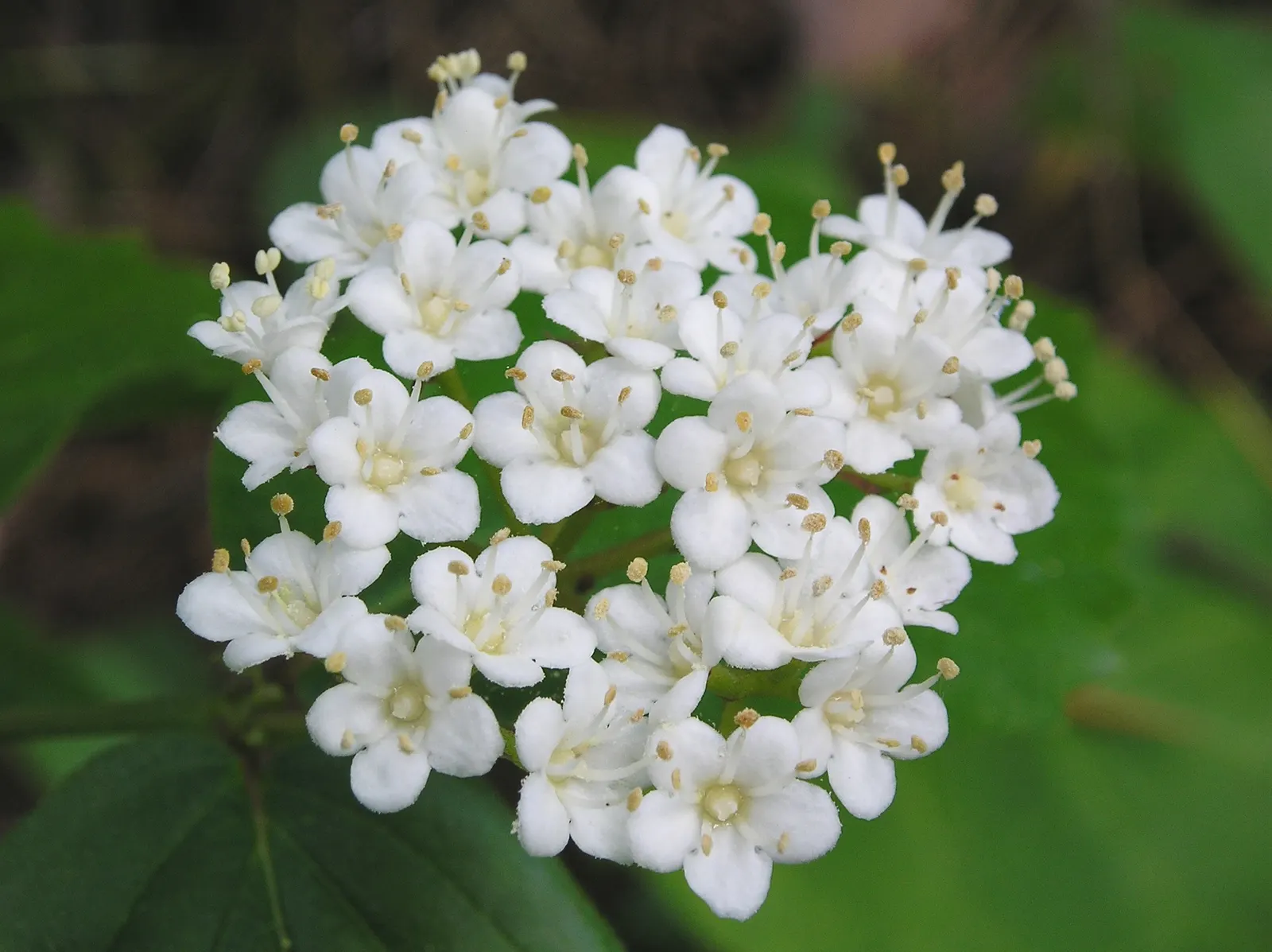 Arrowwood Viburnum (Viburnum Dentatum) — Ideal for hedges or screens, it offers stunning fall foliage and supports wildlife