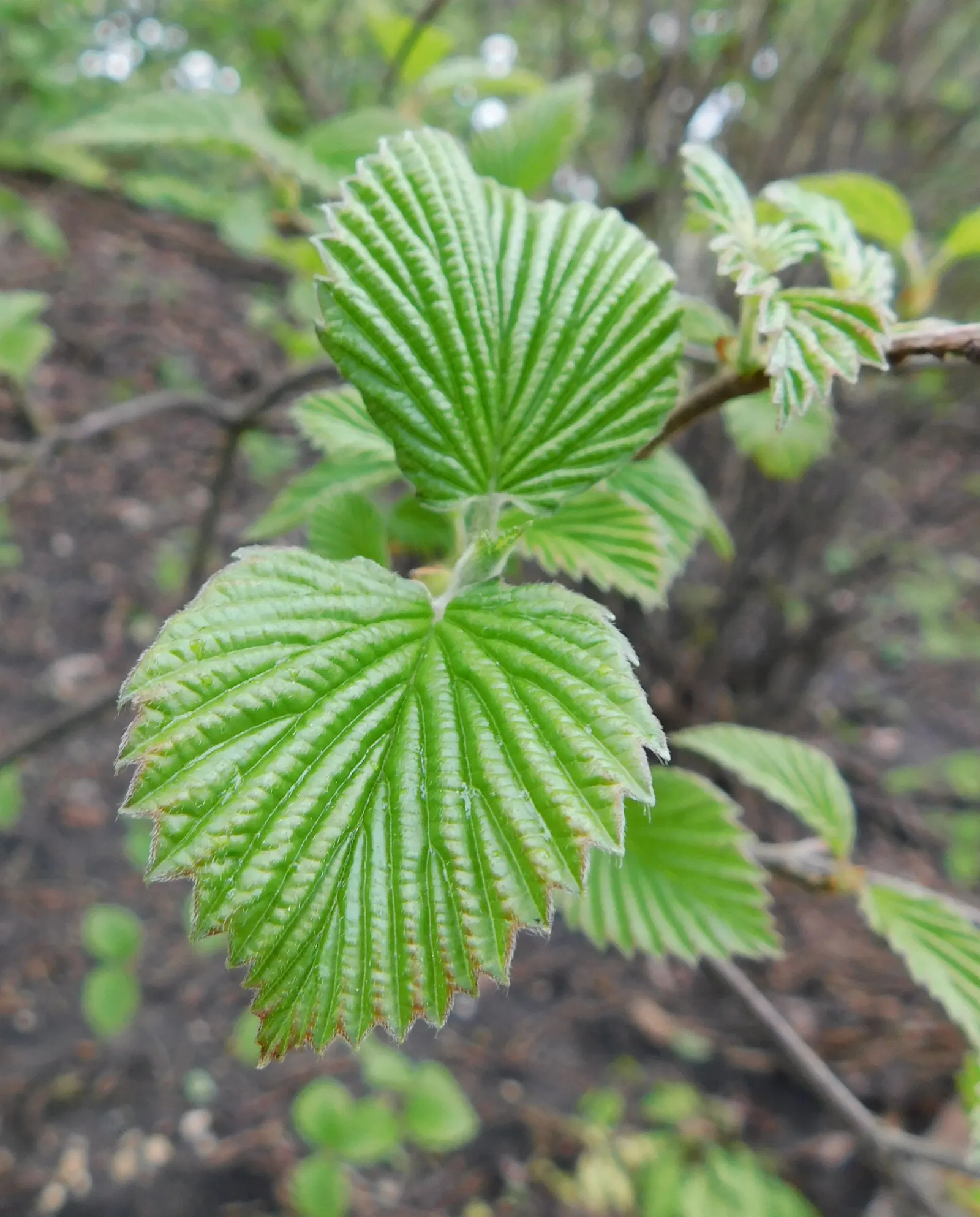 Arrowwood Viburnum (Viburnum Dentatum) — It is not particularly picky about soil but does best in well-drained conditions