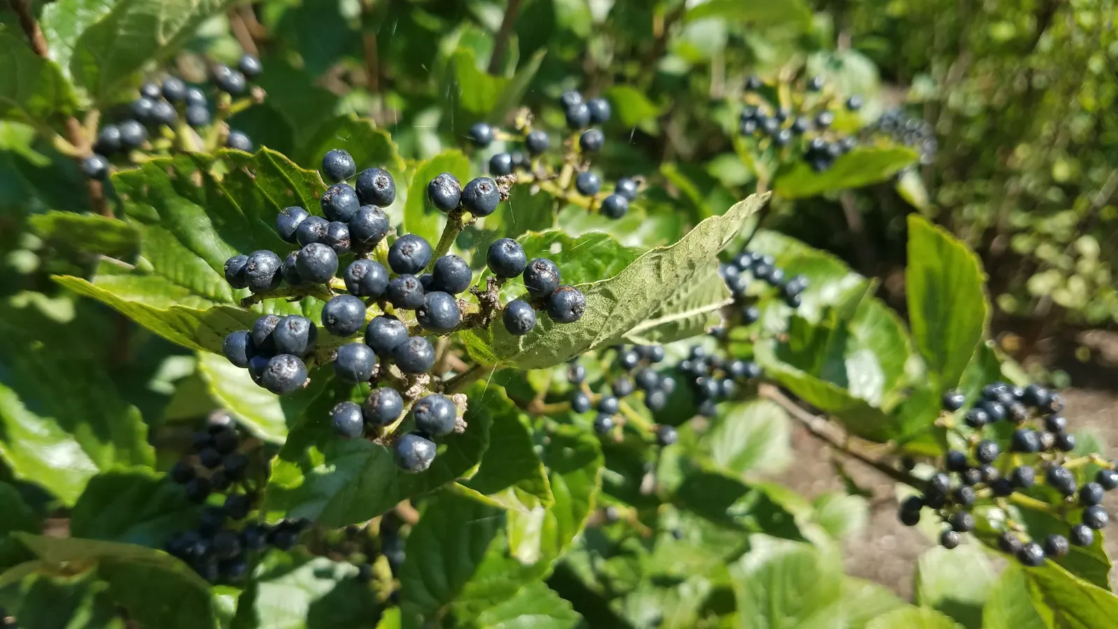 Arrowwood Viburnum (Viburnum Dentatum) — Arrowwood Viburnum (Viburnum dentatum) is a versatile deciduous shrub; ideal for hedges or screens, it offers stunning