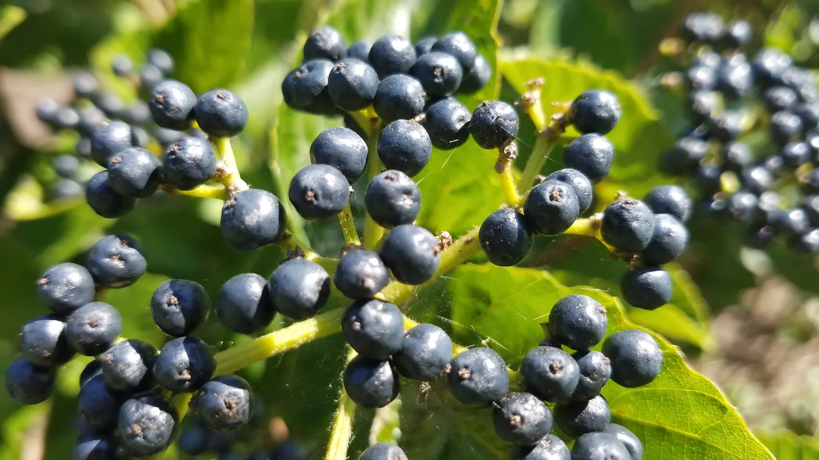 Arrowwood Viburnum (Viburnum Dentatum) — This hardy native grows 6-10 feet high and wide, thriving in zones 3-8