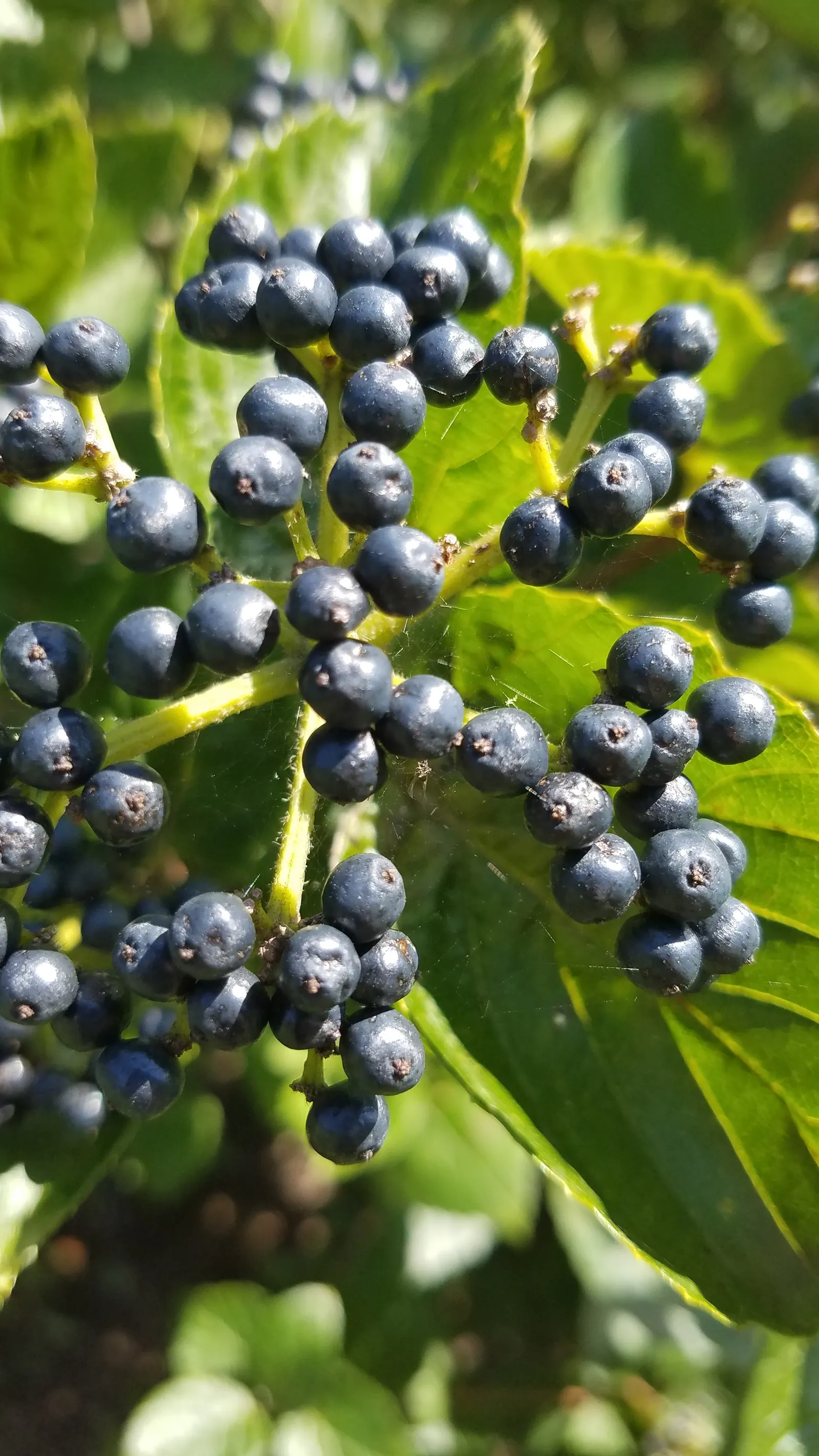 Arrowwood Viburnum (Viburnum Dentatum) — This North American native typically reaches heights of 6 to 10 feet with a similar spread
