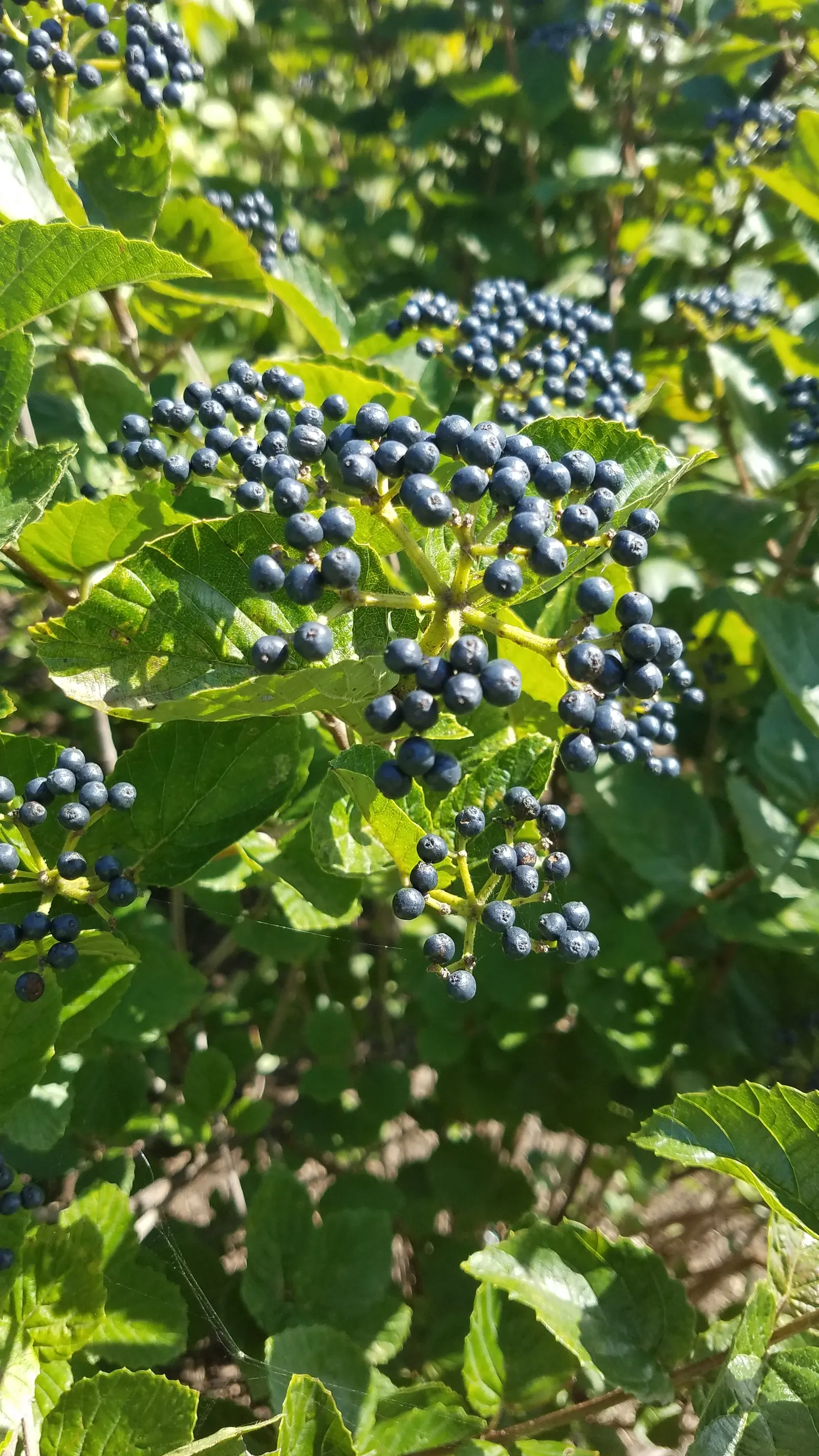 Arrowwood Viburnum (Viburnum Dentatum) — turn a stunning array of yellow to red-purple in the fall