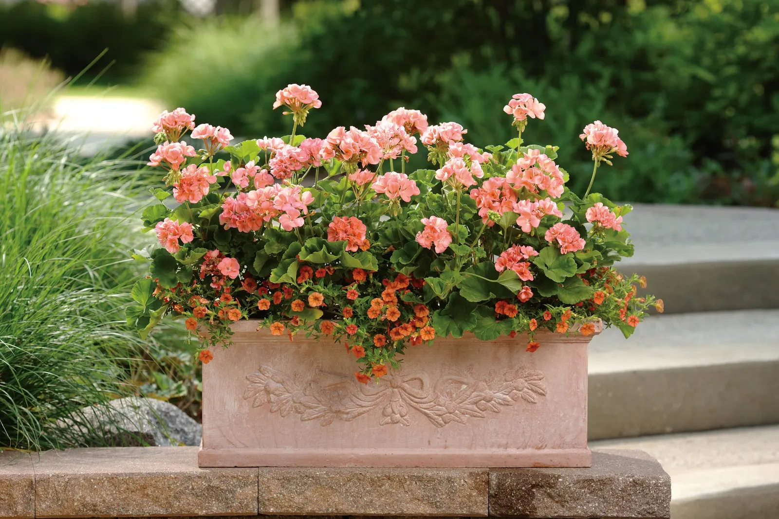 Coral Sun™ Calibrachoa — The Calibrachoa is a mounding