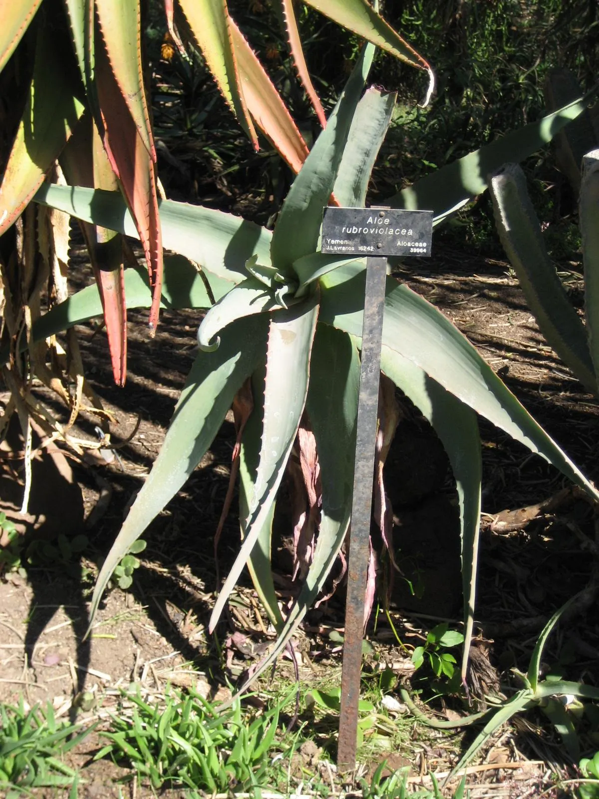 Arabian Aloe (Aloe Rubroviolacea) — succulent shrubbery effect.<br><br>When incorporating Aloe rubroviolacea into a garden