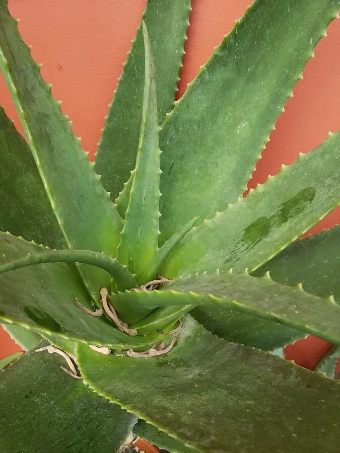 Arabian Aloe (Aloe Rubroviolacea) — Stalks of red-orange flowers bloom in winter, adding vibrant contrast