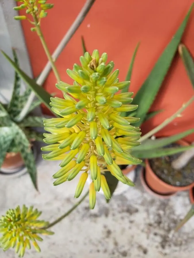 Arabian Aloe (Aloe Rubroviolacea) — showcasing bluish-green leaves tinged with red-violet edges