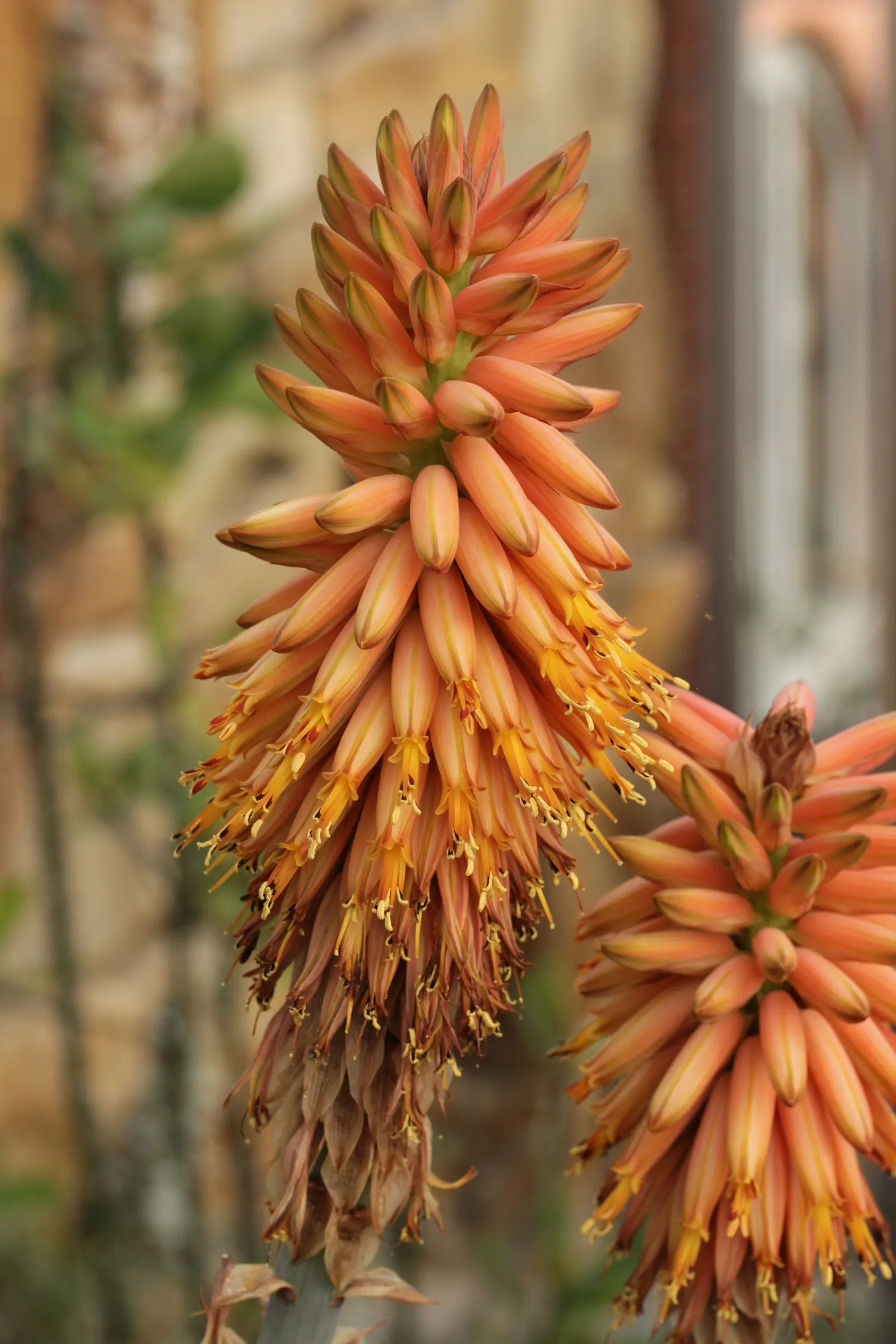 Arabian Aloe (Aloe Rubroviolacea) — ensure it has ample room to accommodate its potential clumping spread of up to 2 to 3 feet