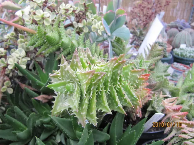 Arabian Aloe (Aloe Rubroviolacea) — Ideal for drought-resistant landscapes and rock gardens