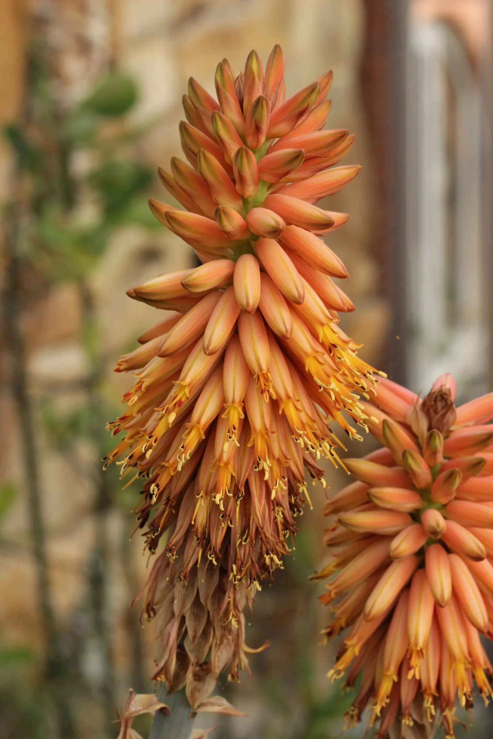 Arabian Aloe (Aloe Rubroviolacea) — consider its low water requirements and its full mature size