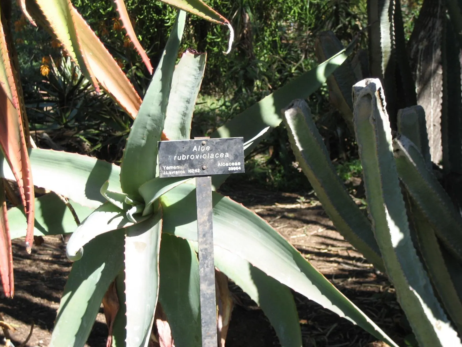 Arabian Aloe (Aloe Rubroviolacea) — Prefers full sun to partial shade