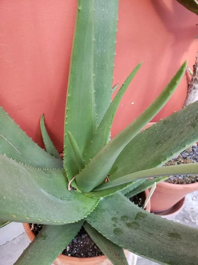 Arabian Aloe (Aloe Rubroviolacea) — This heat-tolerant plant thrives in zones 9-11, requiring minimal water