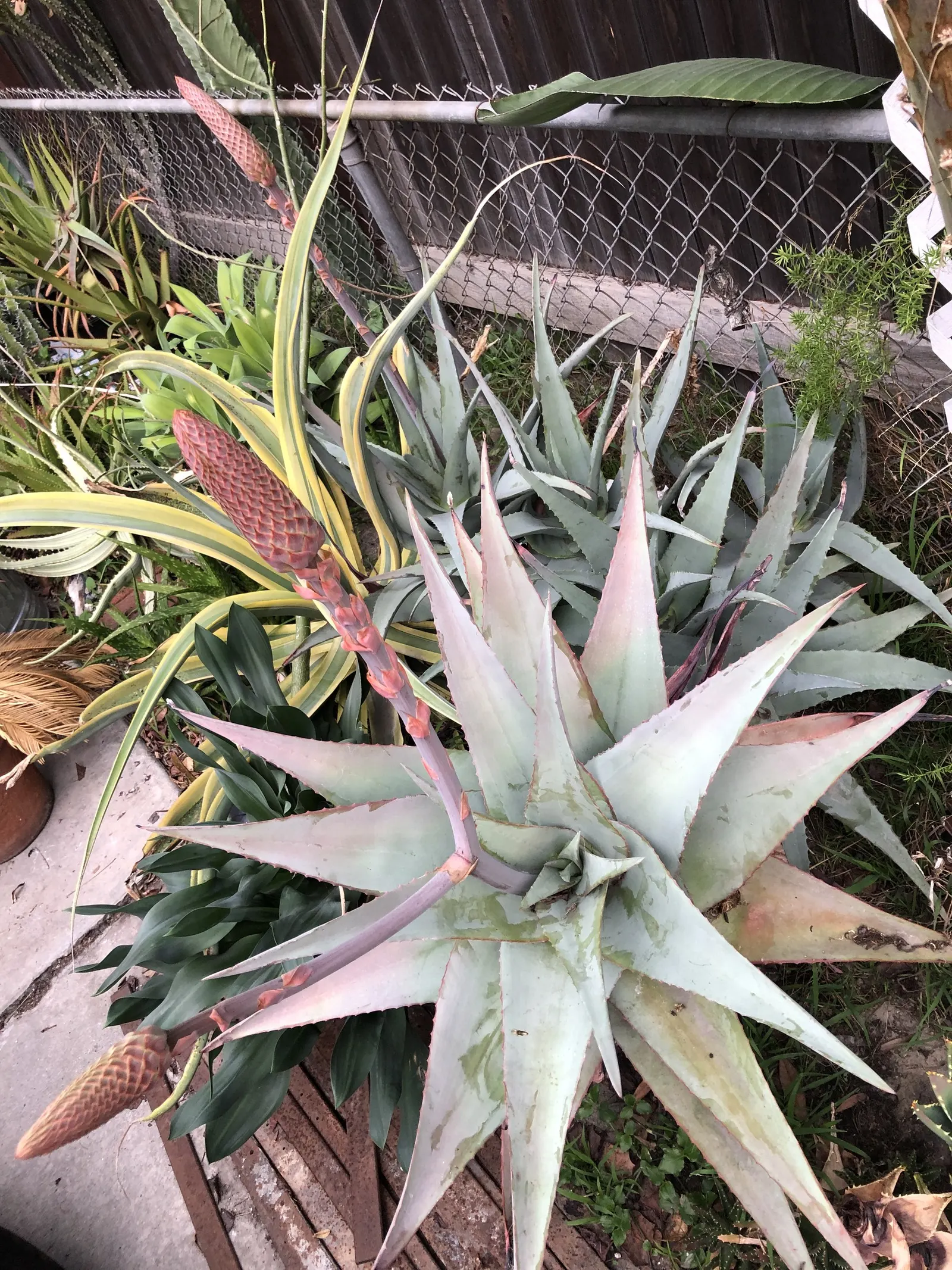 Arabian Aloe (Aloe Rubroviolacea) — typically from late winter to early spring