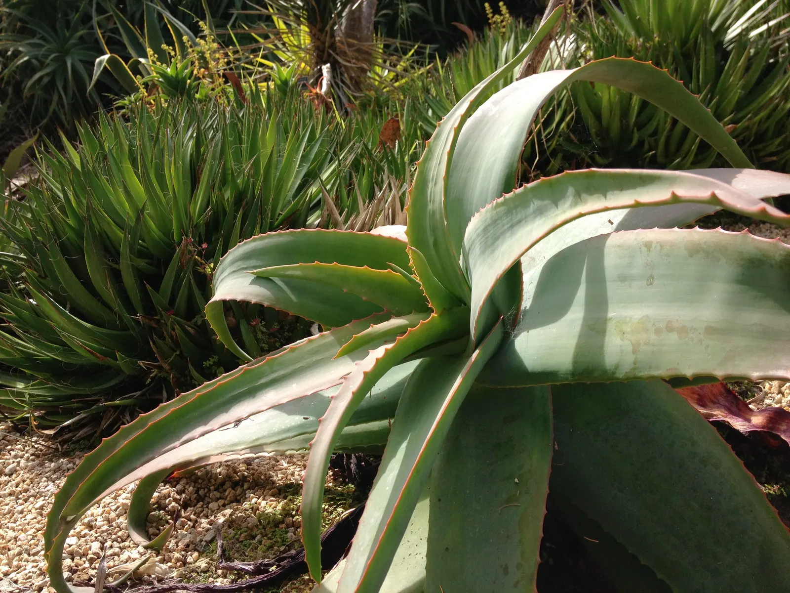 Arabian Aloe (Aloe Rubroviolacea) — Matured specimens reach up to 2 feet tall and spread to 4 feet wide
