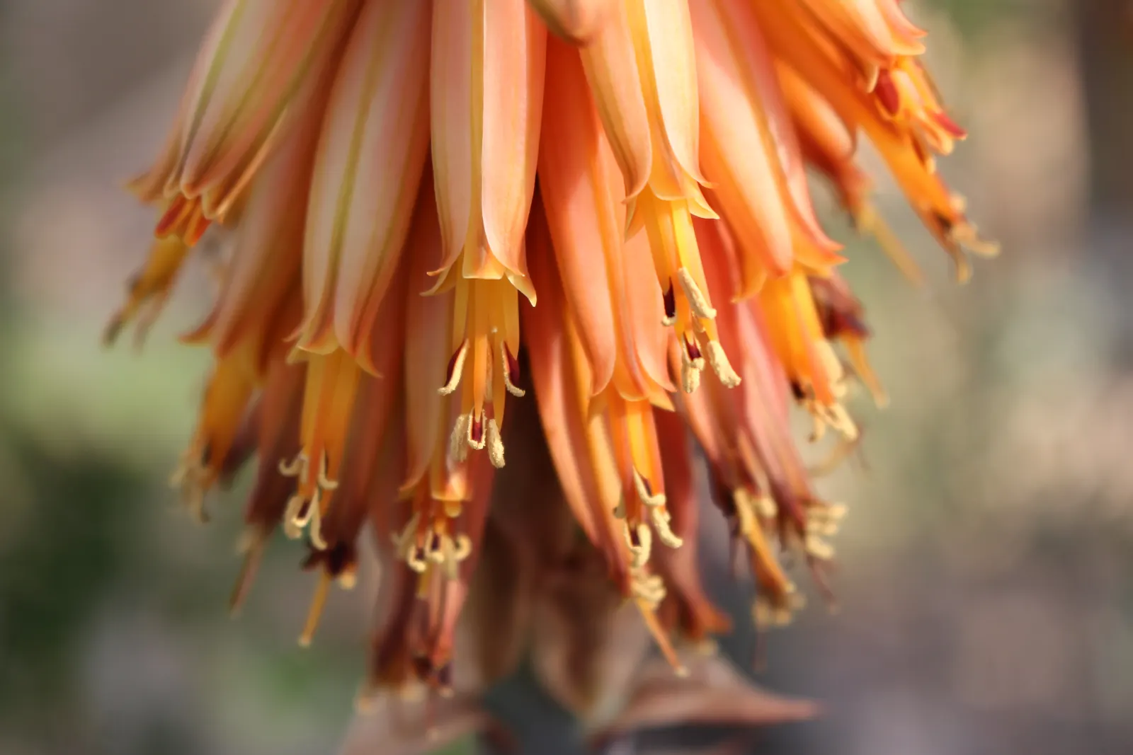Arabian Aloe (Aloe Rubroviolacea) — Arabian Aloe (Aloe rubroviolacea) is an exotic succulent