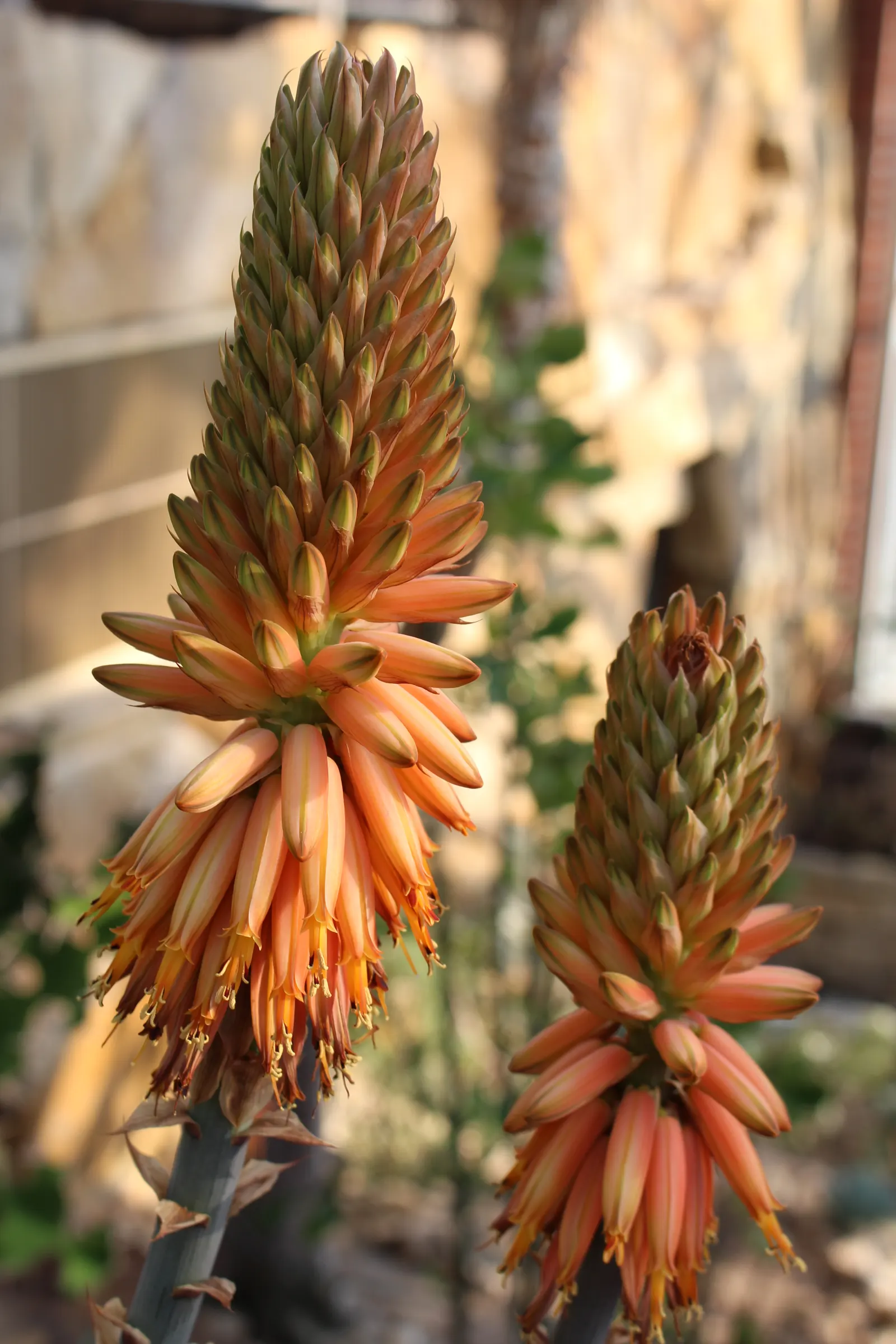Arabian Aloe (Aloe Rubroviolacea) — tubular red to purplish flowers