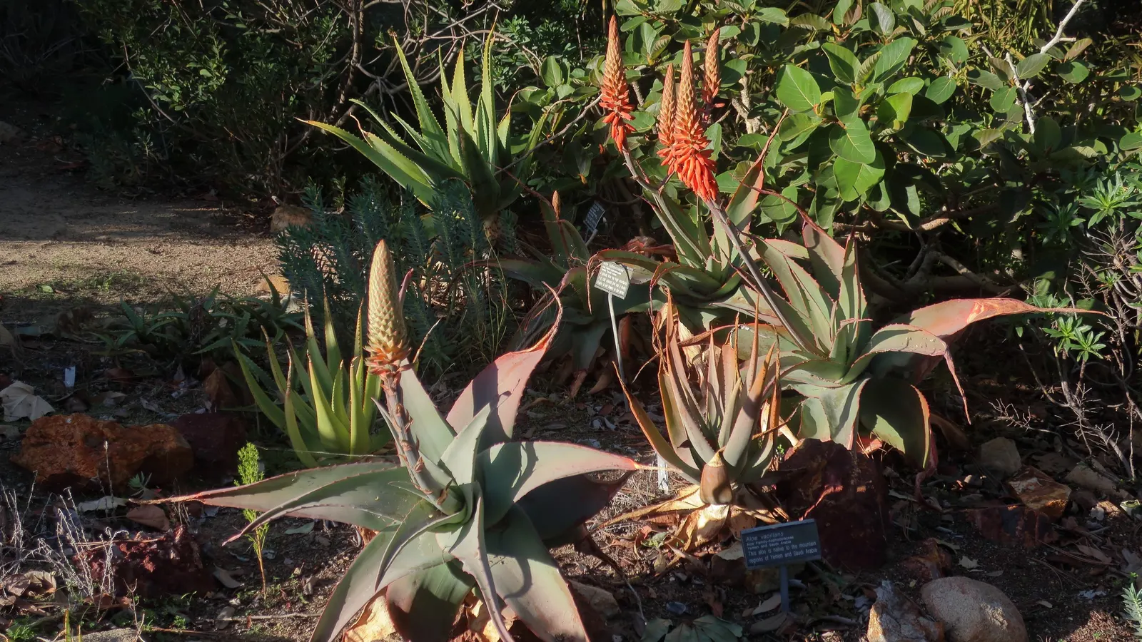 Arabian Aloe (Aloe Rubroviolacea) — is a striking succulent perfect for adding a touch of exoticism and color to any landscape design