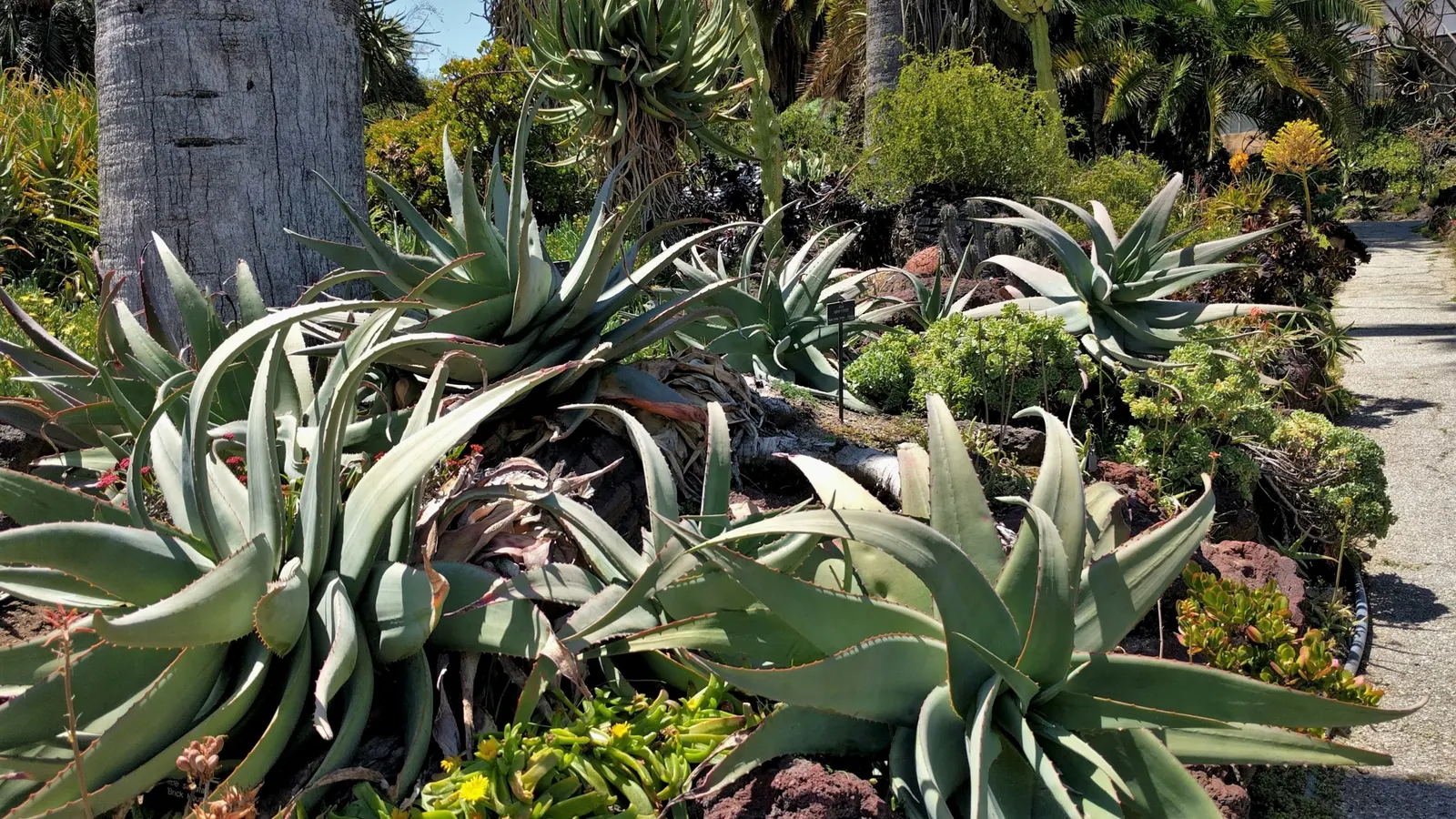 Arabian Aloe (Aloe Rubroviolacea) — Flower spikes can soar up to 3 feet tall