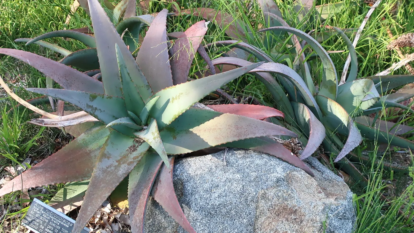 Arabian Aloe (Aloe Rubroviolacea) — This plant is known for its distinctive blue-green leaves