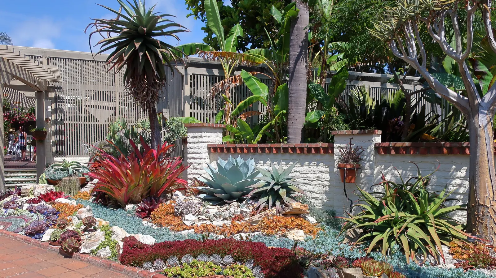 Arabian Aloe (Aloe Rubroviolacea) — When placing it in a landscape setting