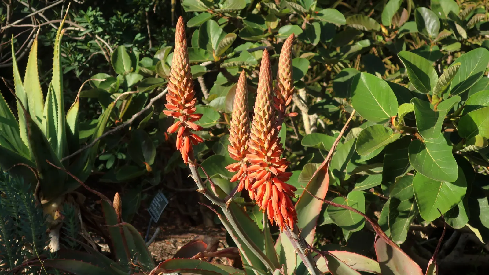 Arabian Aloe (Aloe Rubroviolacea) — which can reach lengths of up to 18 inches and widths of about 4 inches