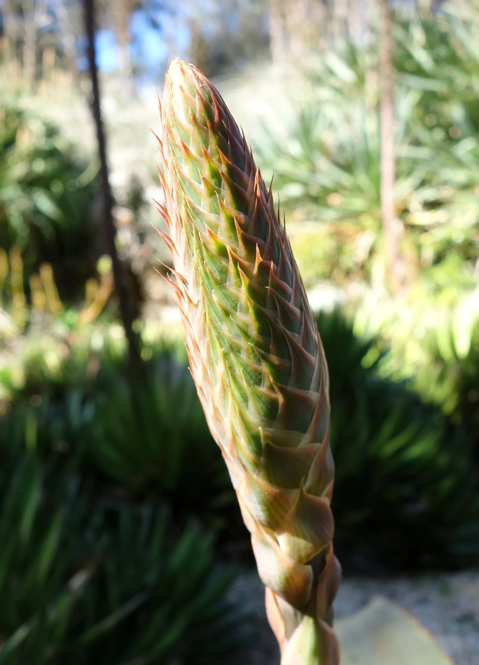 Arabian Aloe (Aloe Rubroviolacea) — native to the rocky mountains and hills of Yemen and the Arabian Peninsula
