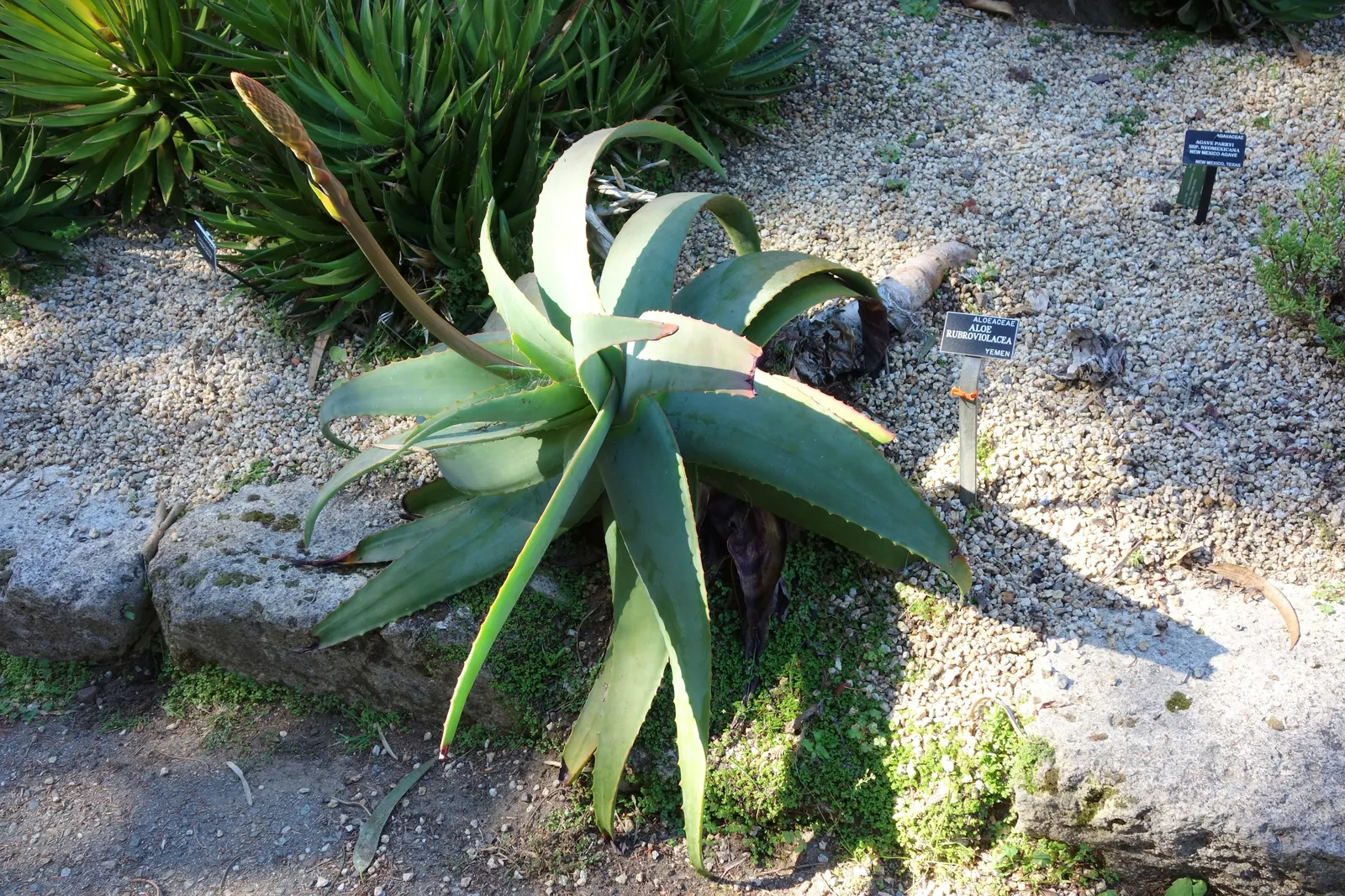 Arabian Aloe (Aloe Rubroviolacea) — The Arabian Aloe (Aloe rubroviolacea)