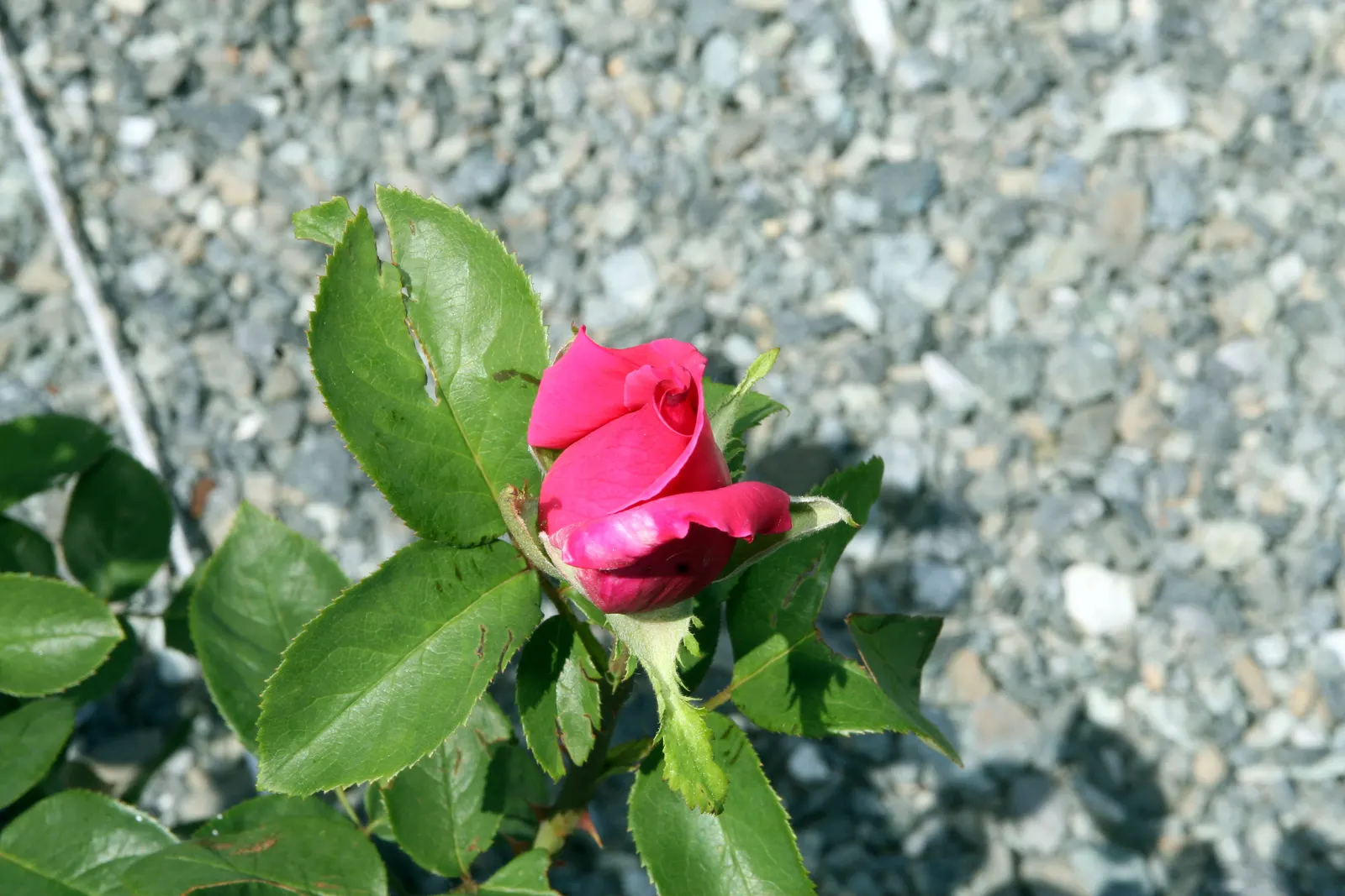 Perfume Delight Hybrid Tea Rose (Rosa X 'Perfume Delight') — prized for its sumptuous fragrance and striking blooms