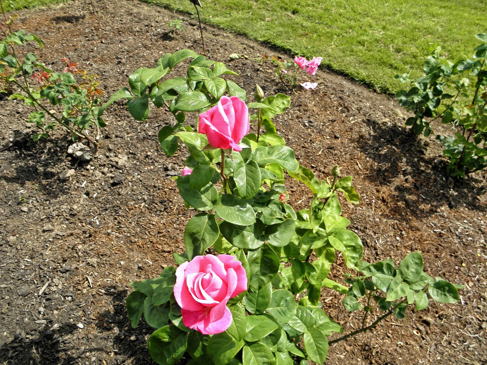 Perfume Delight Hybrid Tea Rose (Rosa X 'Perfume Delight') — creating an upright and robust silhouette