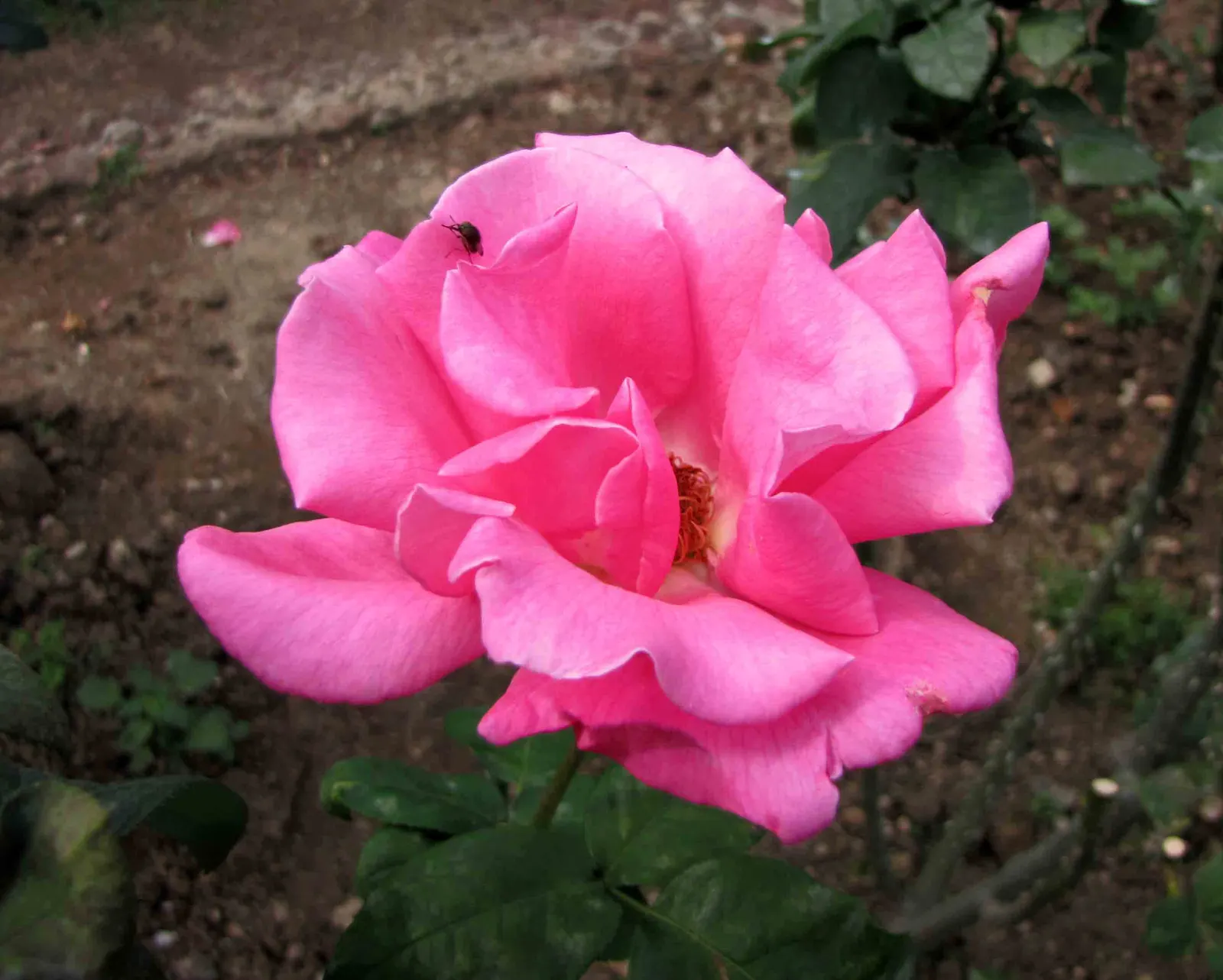 Perfume Delight Hybrid Tea Rose (Rosa X 'Perfume Delight') — well-formed flowers ranging from 4 to 6 inches in diameter