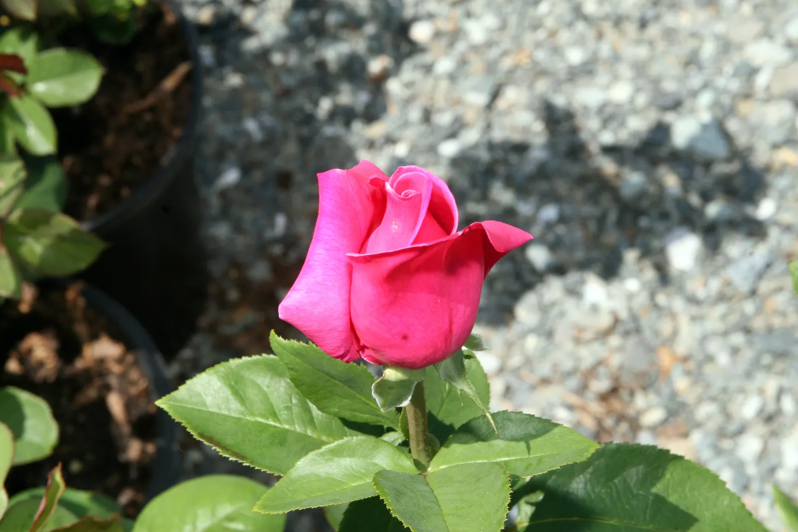 Perfume Delight Hybrid Tea Rose (Rosa X 'Perfume Delight') — This rose reaches up to 4-5 feet in height, with a 2-3 feet spread, making it ideal for beds and