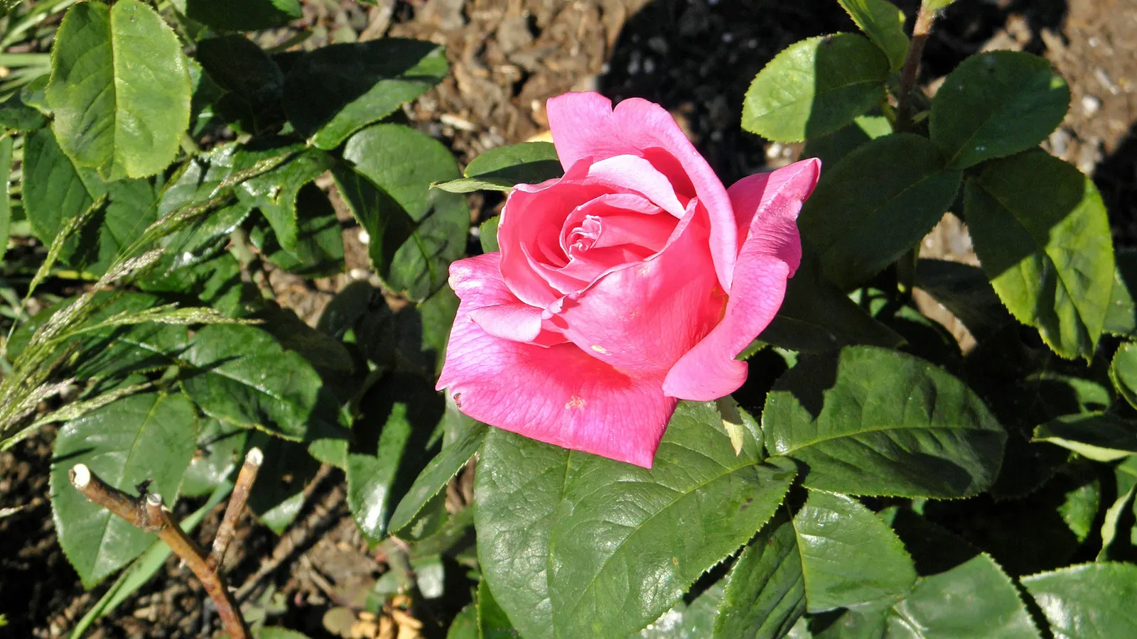 Perfume Delight Hybrid Tea Rose (Rosa X 'Perfume Delight') — each composed of 30 to 35 petals