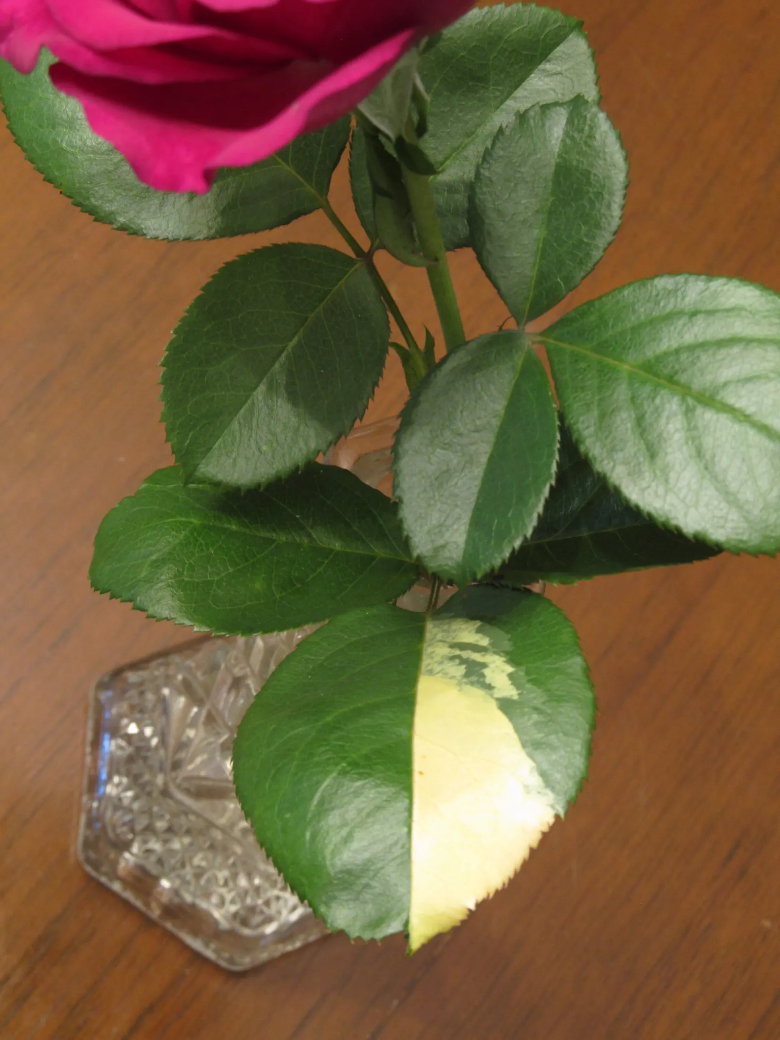Perfume Delight Hybrid Tea Rose (Rosa X 'Perfume Delight') — Prefers full sun and well-drained soil