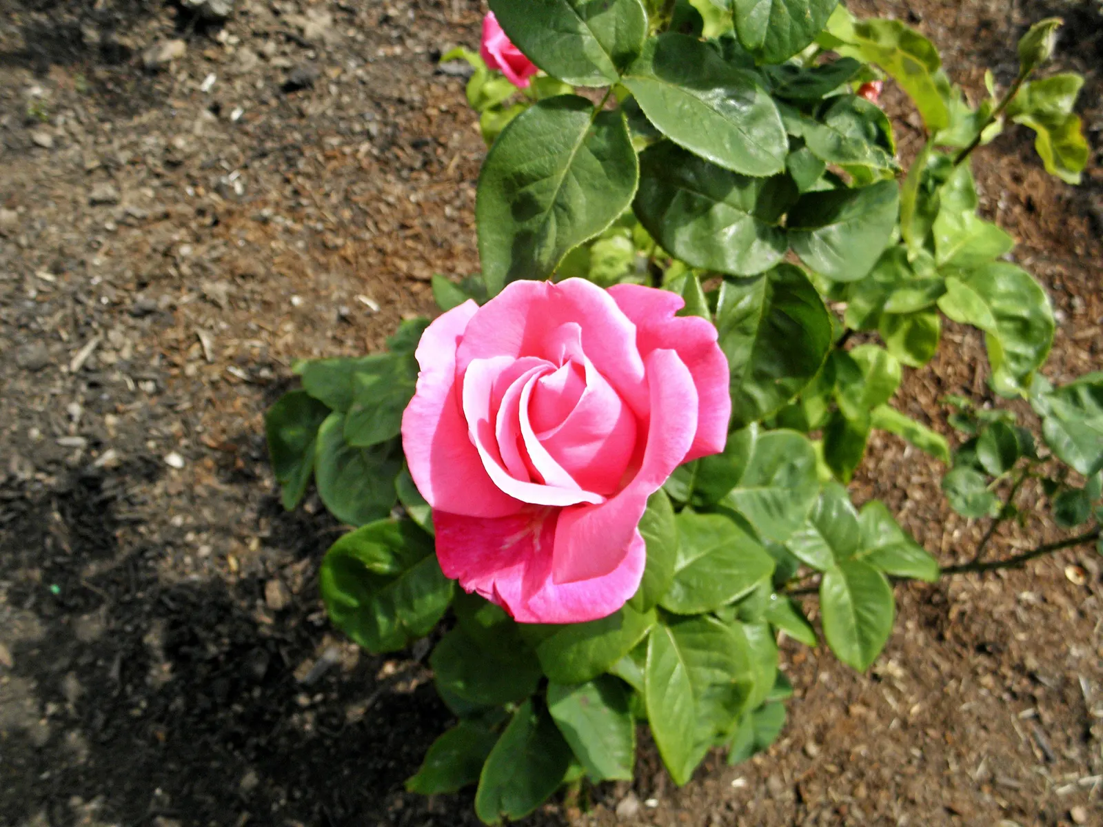 Perfume Delight Hybrid Tea Rose (Rosa X 'Perfume Delight') — The rose thrives in well-drained