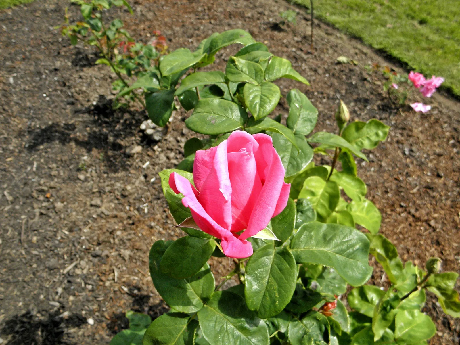 Perfume Delight Hybrid Tea Rose (Rosa X 'Perfume Delight') — It is ideally suited to USDA hardiness zones 5 through 9