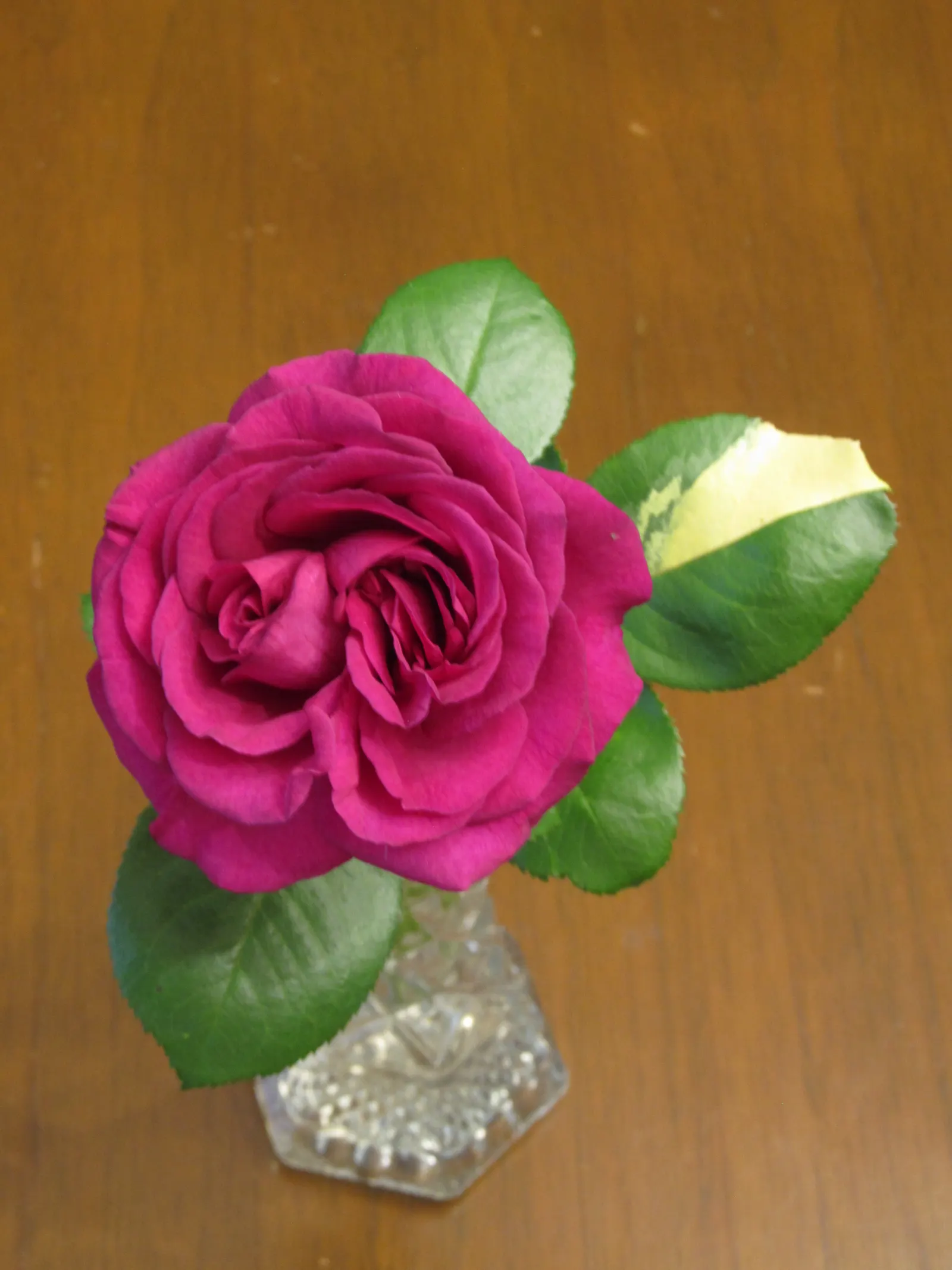 Perfume Delight Hybrid Tea Rose (Rosa X 'Perfume Delight') — is a cherished addition to any landscape