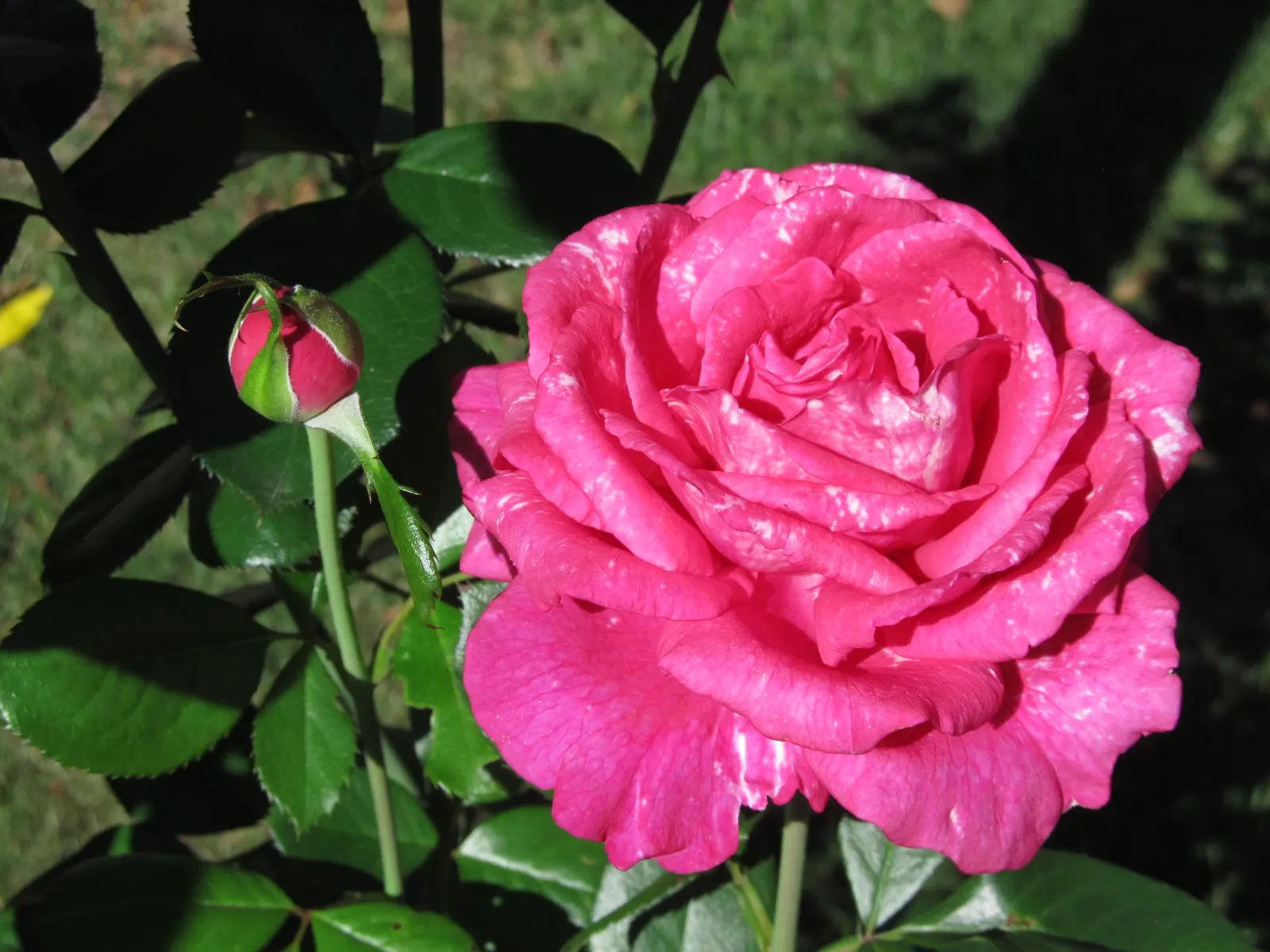 Perfume Delight Hybrid Tea Rose (Rosa X 'Perfume Delight') — scientifically named Rosa x 'Perfume Delight'