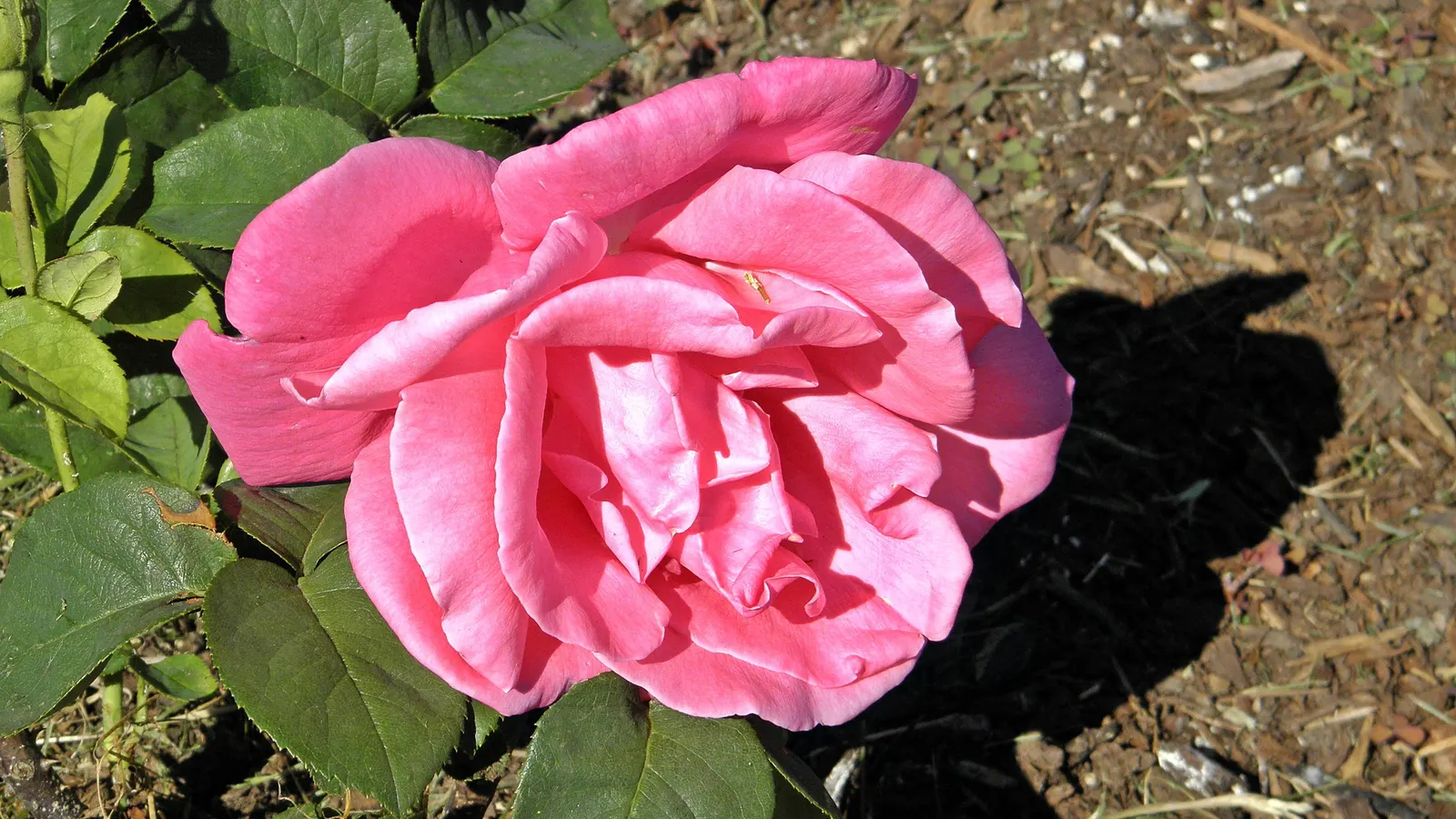 Perfume Delight Hybrid Tea Rose (Rosa X 'Perfume Delight') — the Perfume Delight can reach a height of 3 to 5 feet