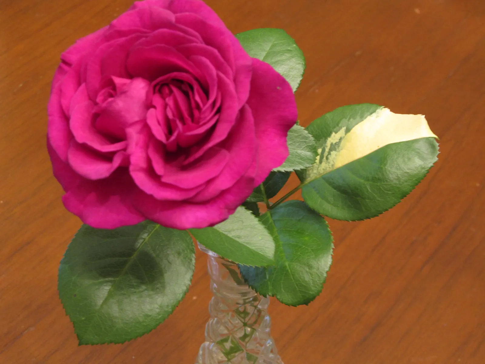 Perfume Delight Hybrid Tea Rose (Rosa X 'Perfume Delight') — Rosa x 'Perfume Delight' is a Hybrid Tea Rose known for its intoxicating, strong damask fragrance