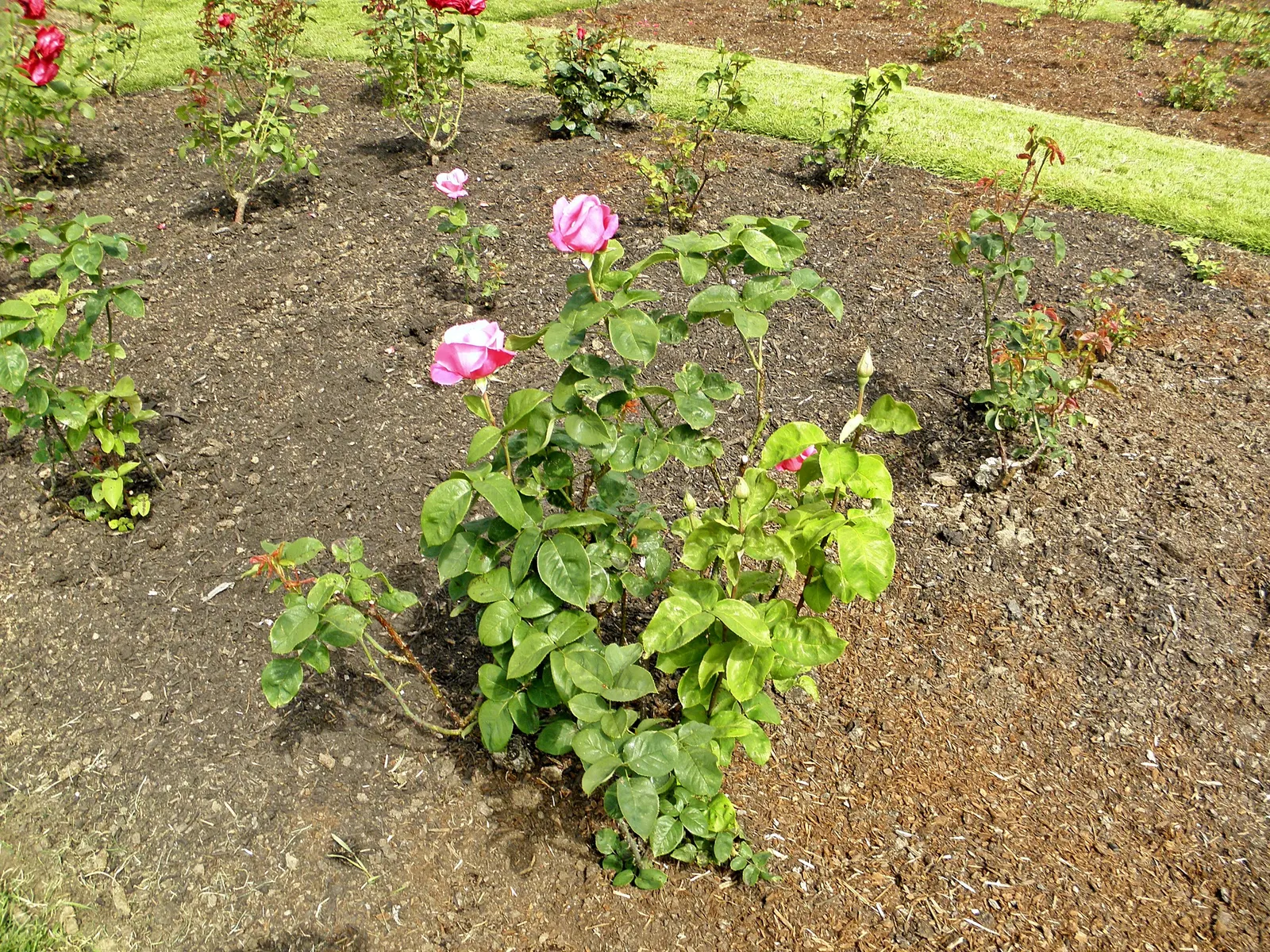 Perfume Delight Hybrid Tea Rose (Rosa X 'Perfume Delight') — with a spread of 2 to 3 feet