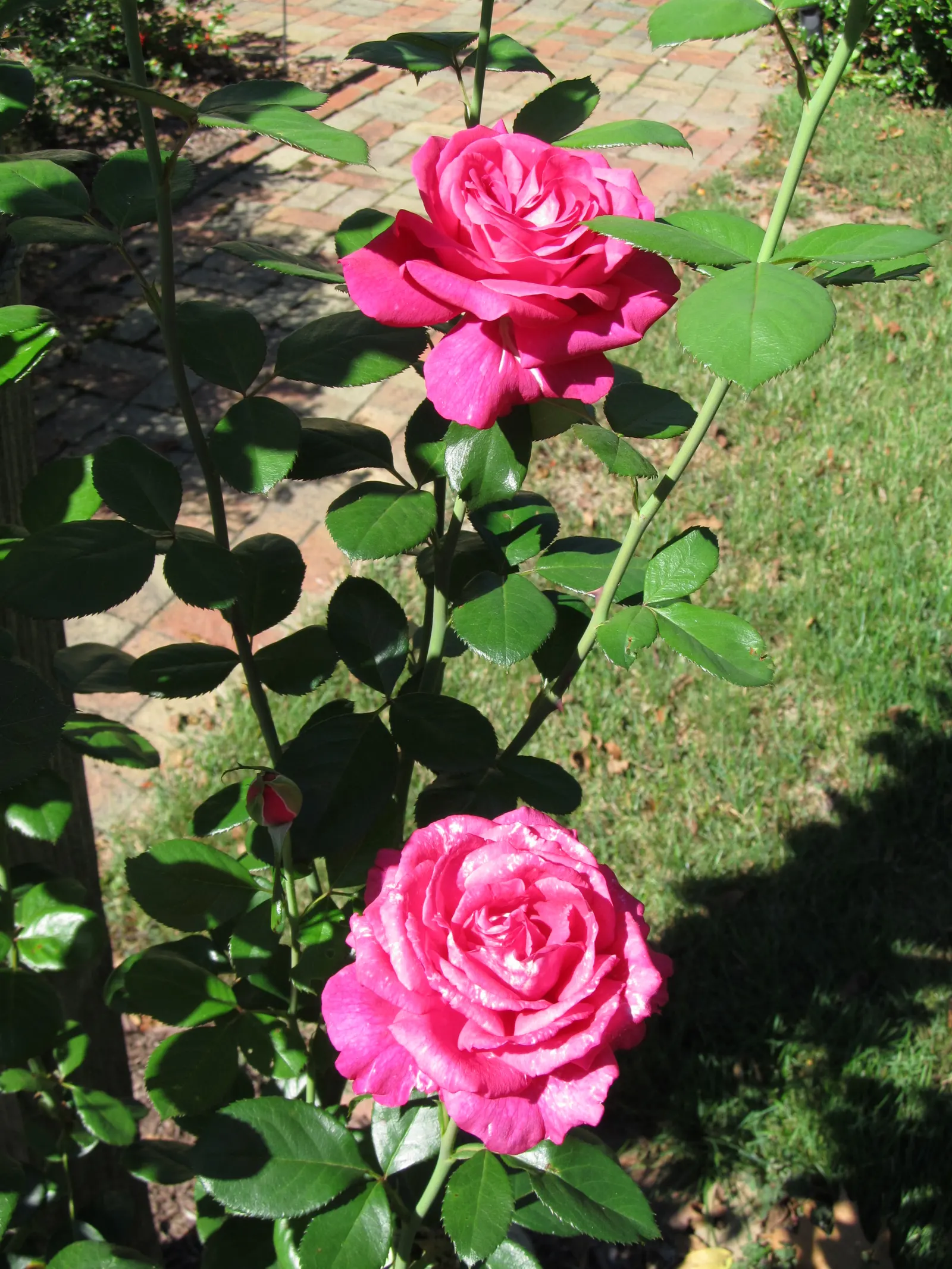 Perfume Delight Hybrid Tea Rose (Rosa X 'Perfume Delight') — Offers disease resistance, especially to black spot and mildew