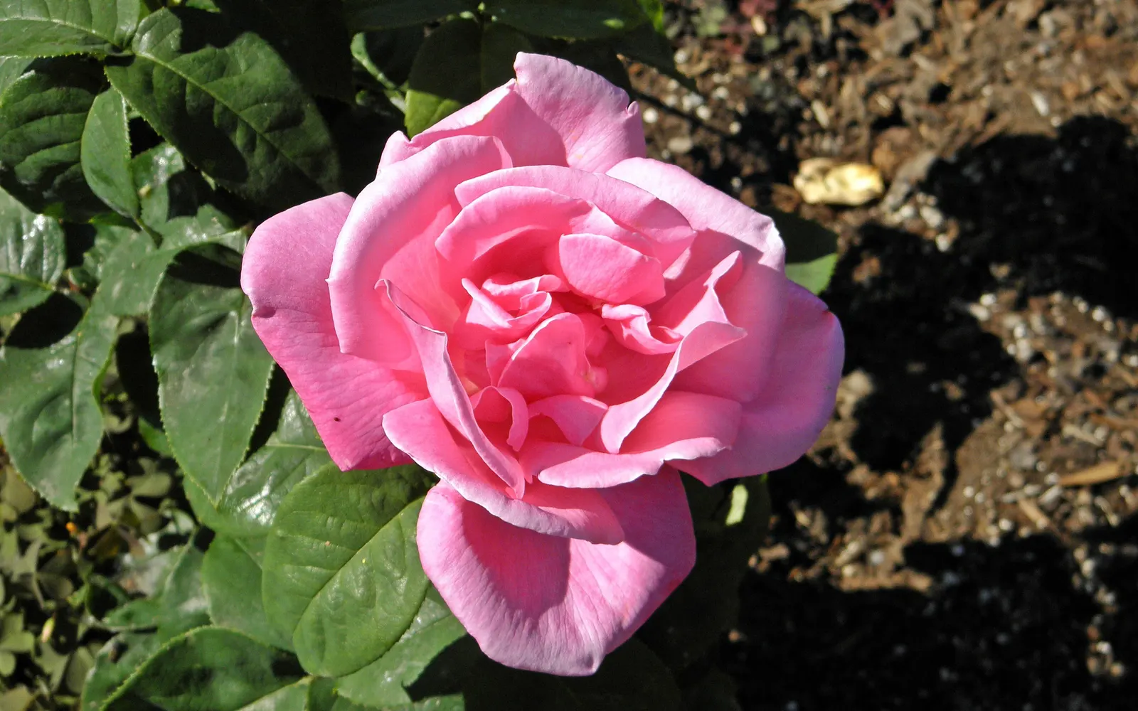 Perfume Delight Hybrid Tea Rose (Rosa X 'Perfume Delight') — demonstrating a strong preference for full sun exposure to ensure optimal performance