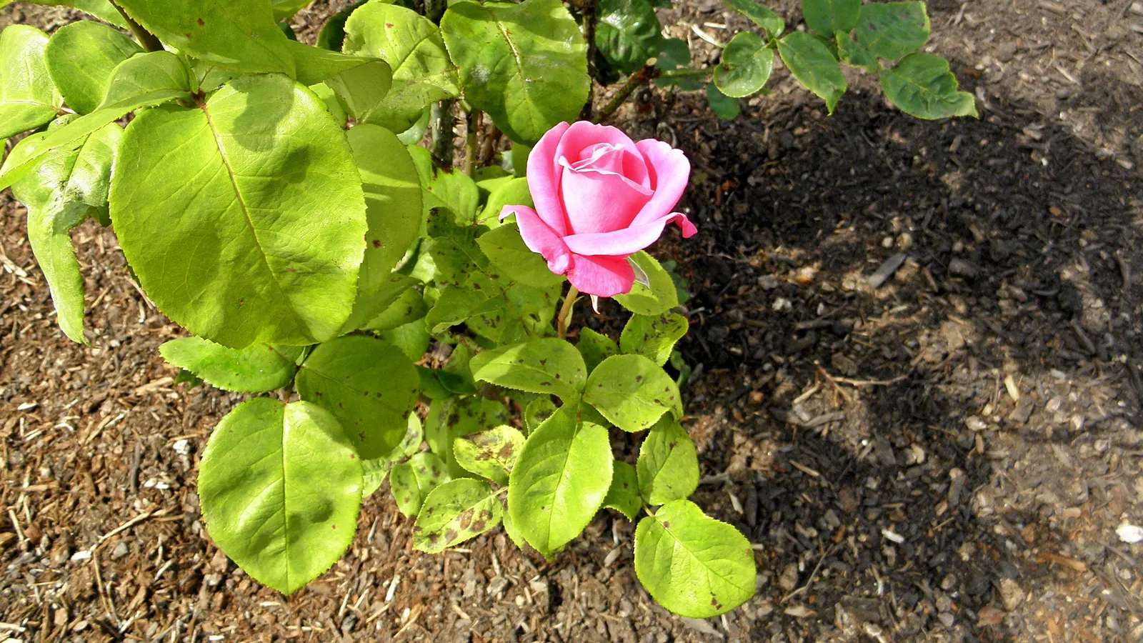 Perfume Delight Hybrid Tea Rose (Rosa X 'Perfume Delight') — It boasts vibrant pink petals in a classic form, blooming from late spring to fall frost