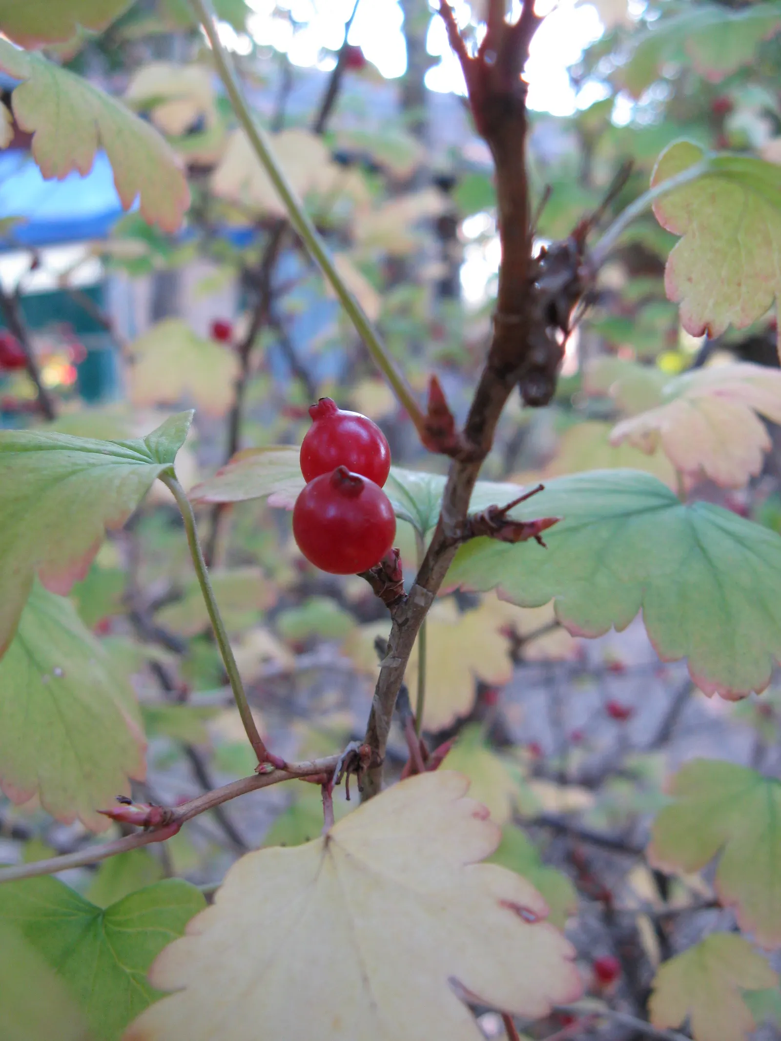 Winter Currant (Ribes Sanguineum 'White Icicle') — This variety is particularly notable for its long